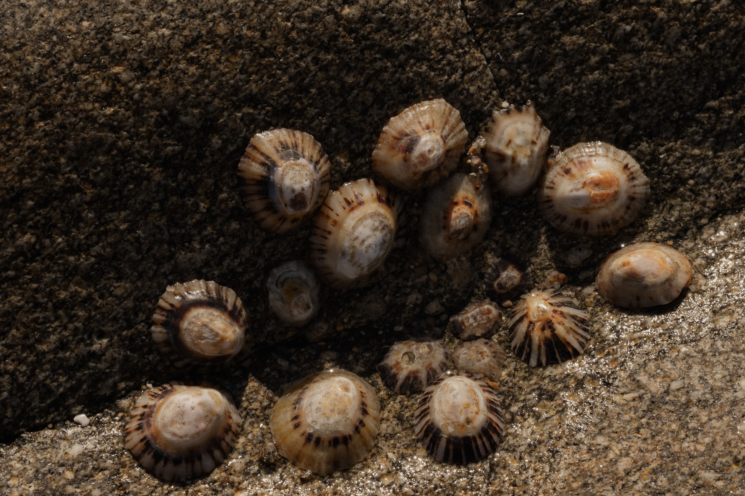 Zuhause im Herzen | Shooting an der Ozeanküste. Fotografin Ansbach - Paare | Hochzeit | After Wedding