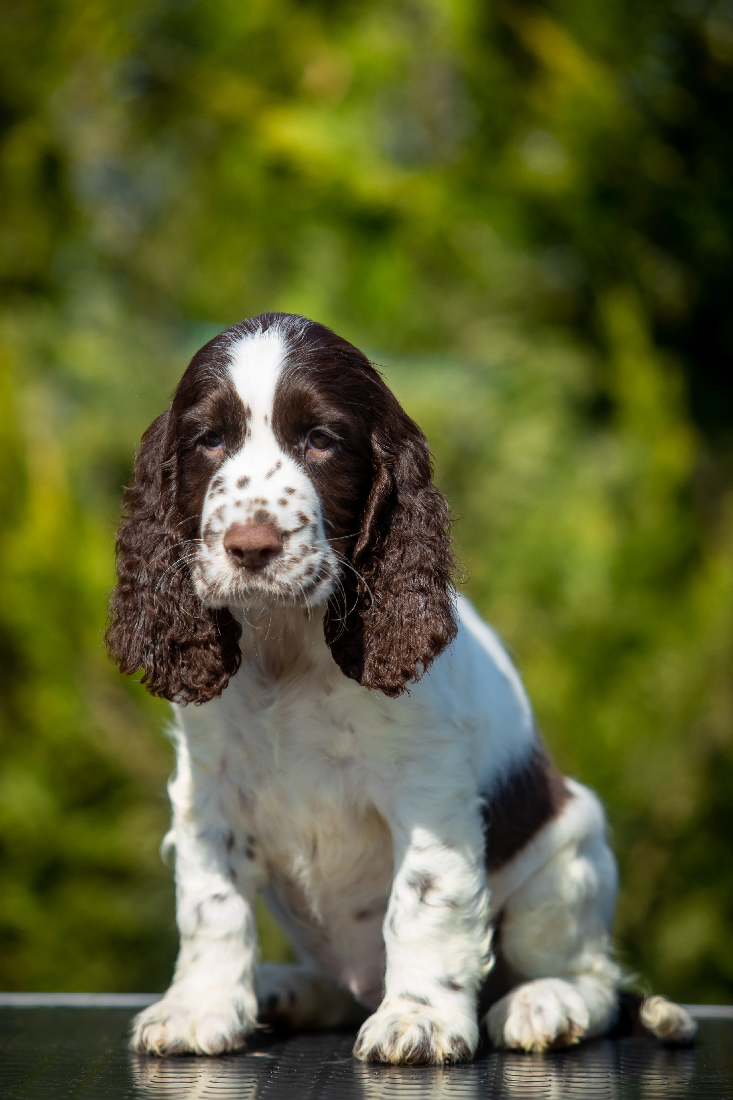 Female — Grey collar 🩶. Website of the titled stud dog of the Springer Spaniel breed