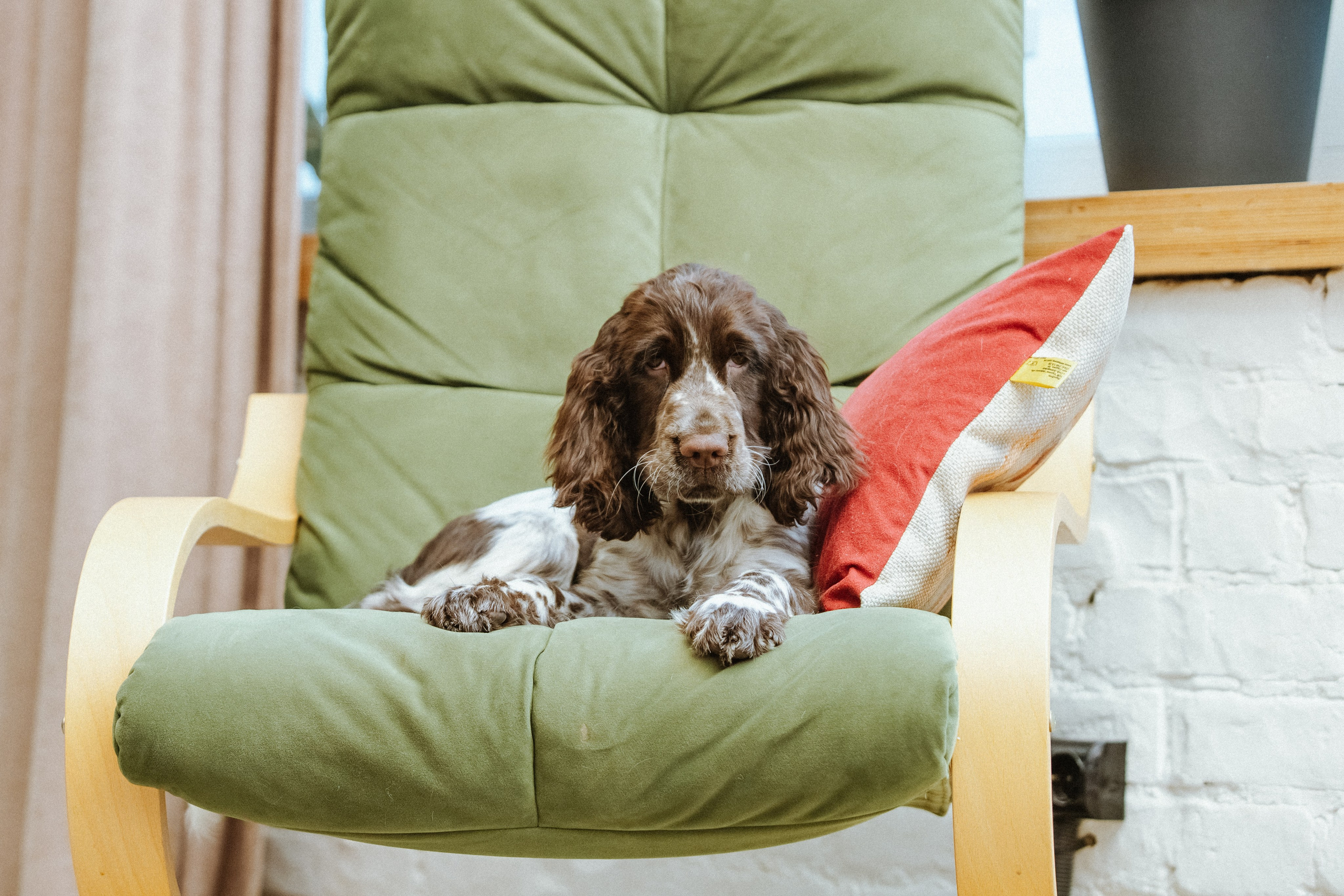 English Springer Spaniel female show dog international bloodlines