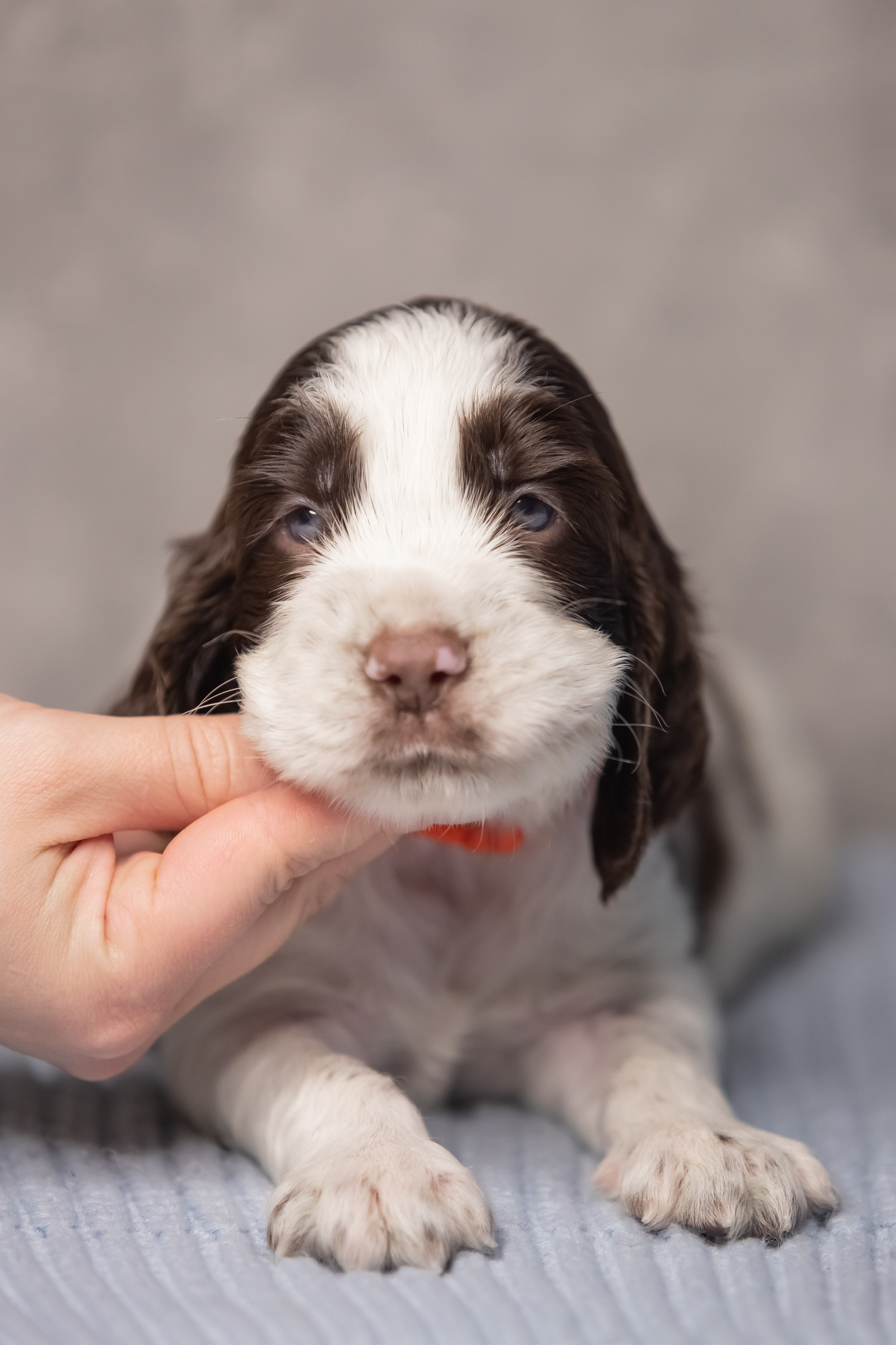 Male — Orange collar 🧡. Website of the titled stud dog of the Springer Spaniel breed
