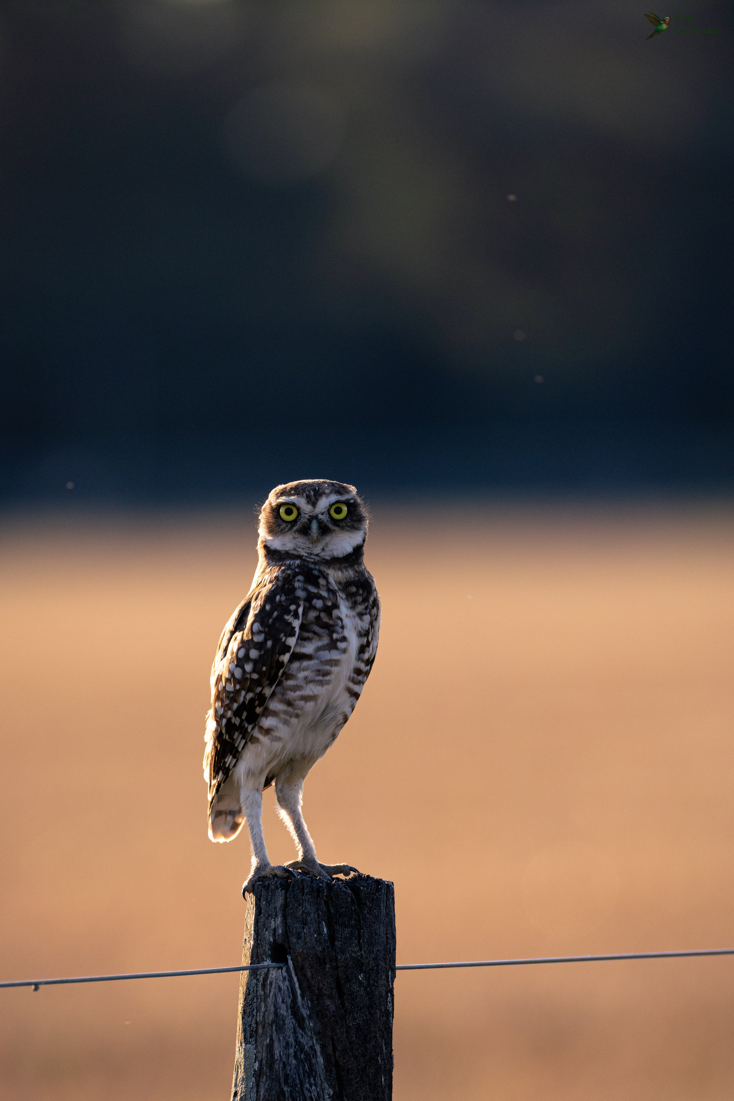 Lechucita vizcachera