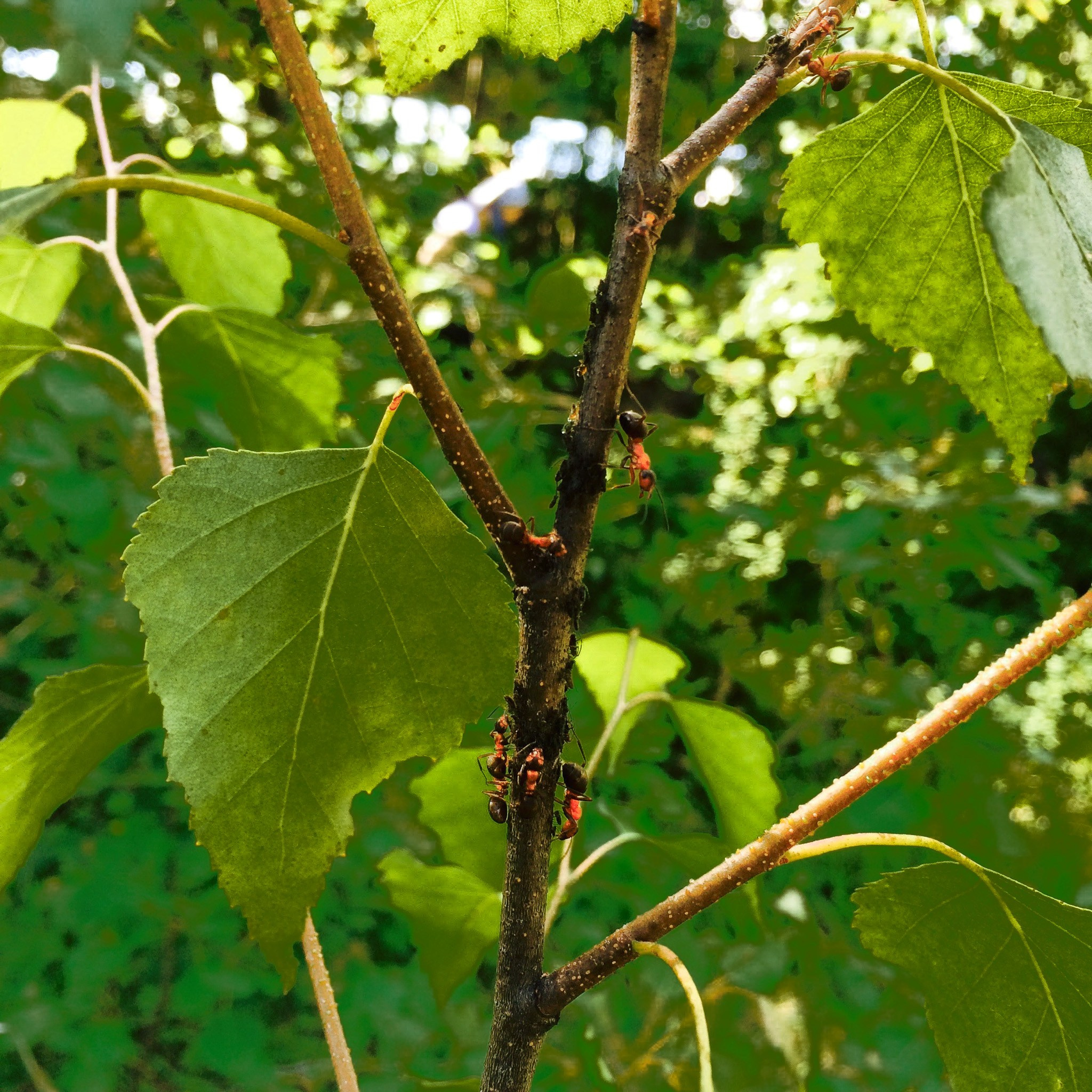 MOBILE PHOTO. UNRATED PHOTO