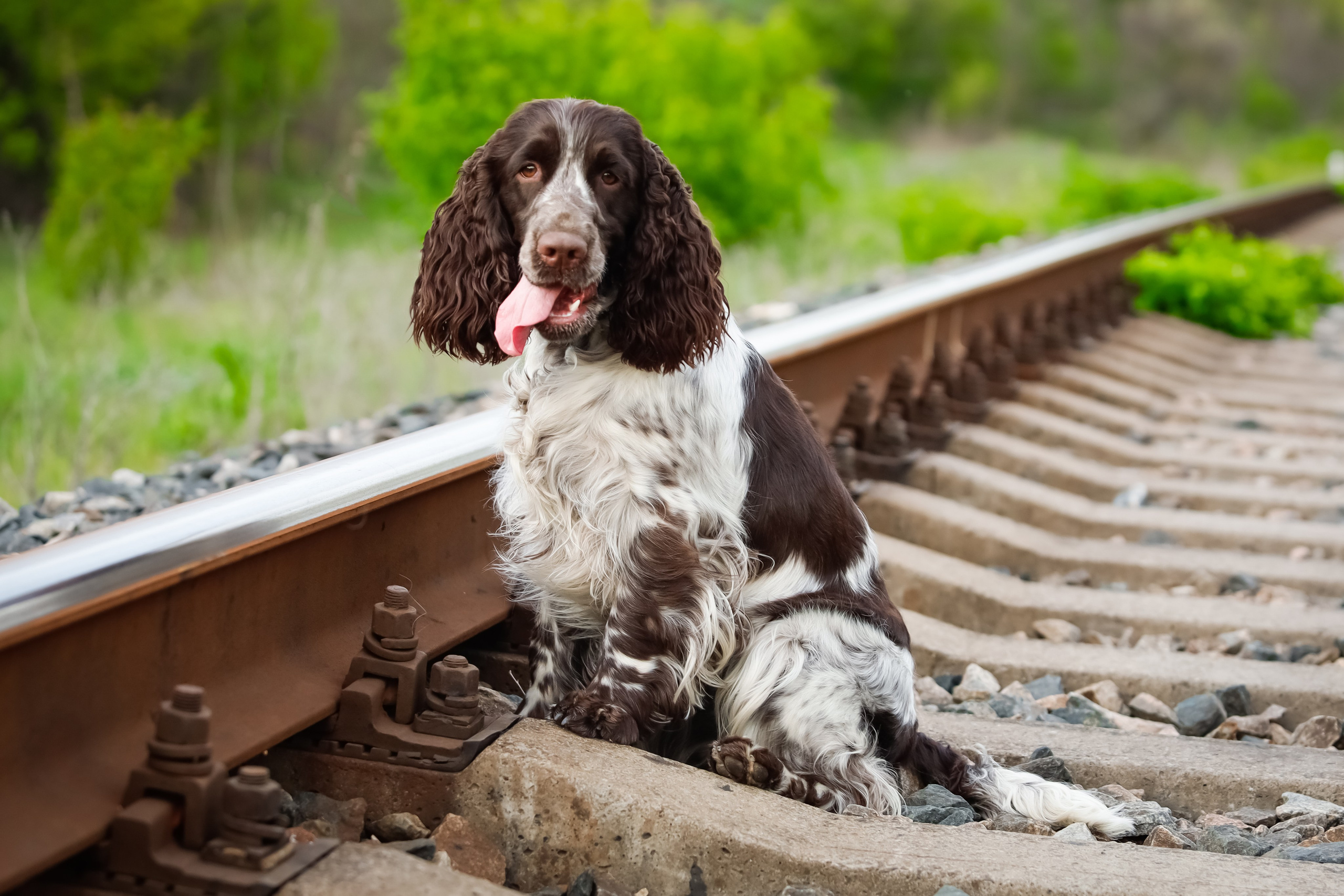 English Springer Spaniel female show dog international bloodlines