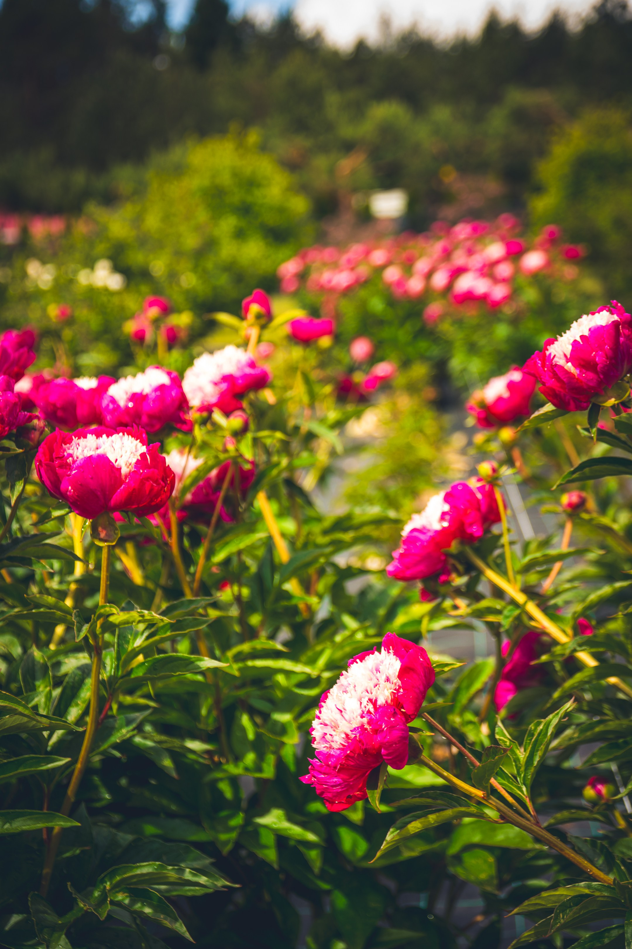 Saarema, reis. Nebula 25 — Fotod teie hingele