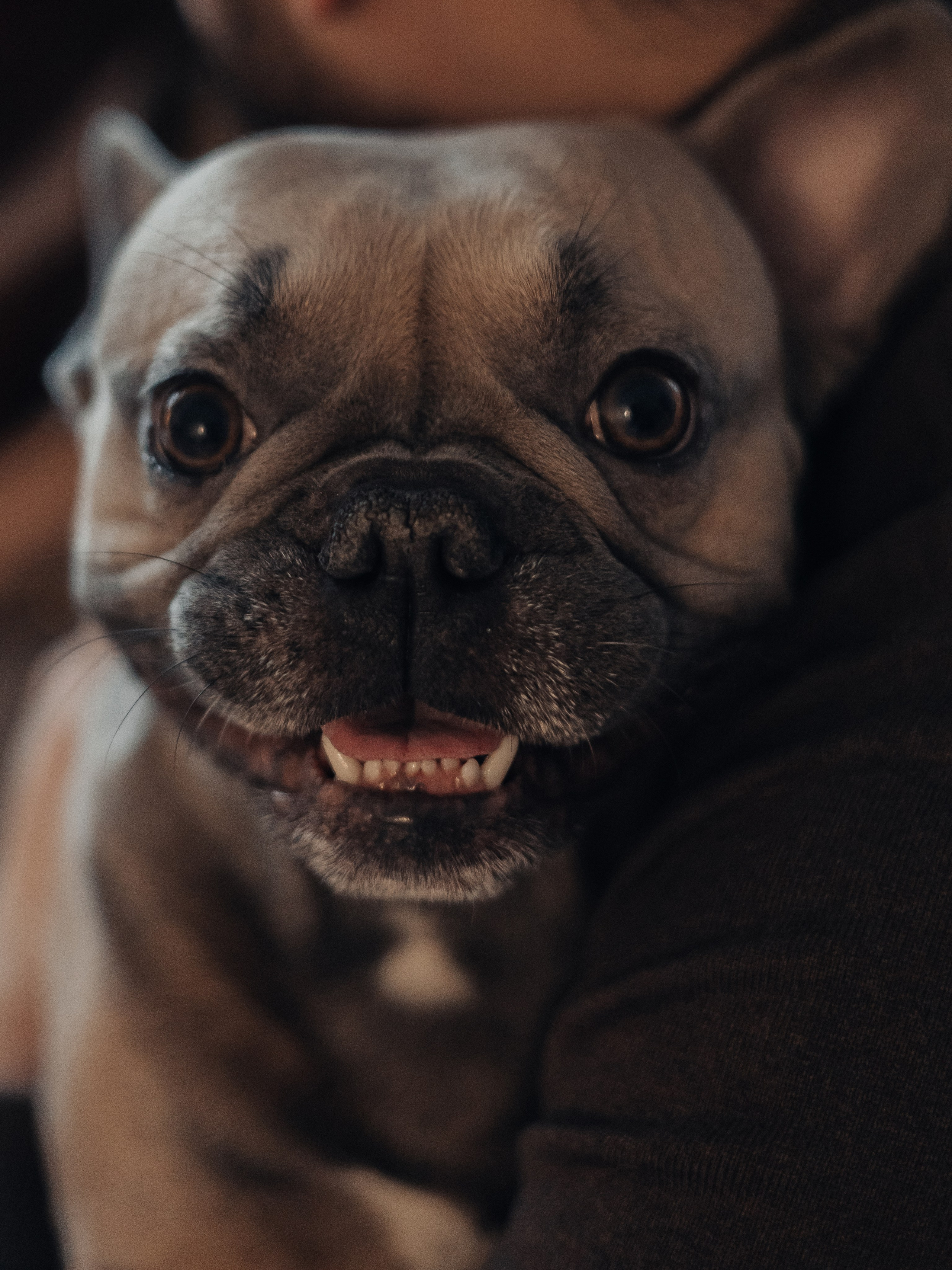 Ингрид, Евгений, Андрей и Джани. Семейный фотограф в Таллинне Дарья Кивимейстер