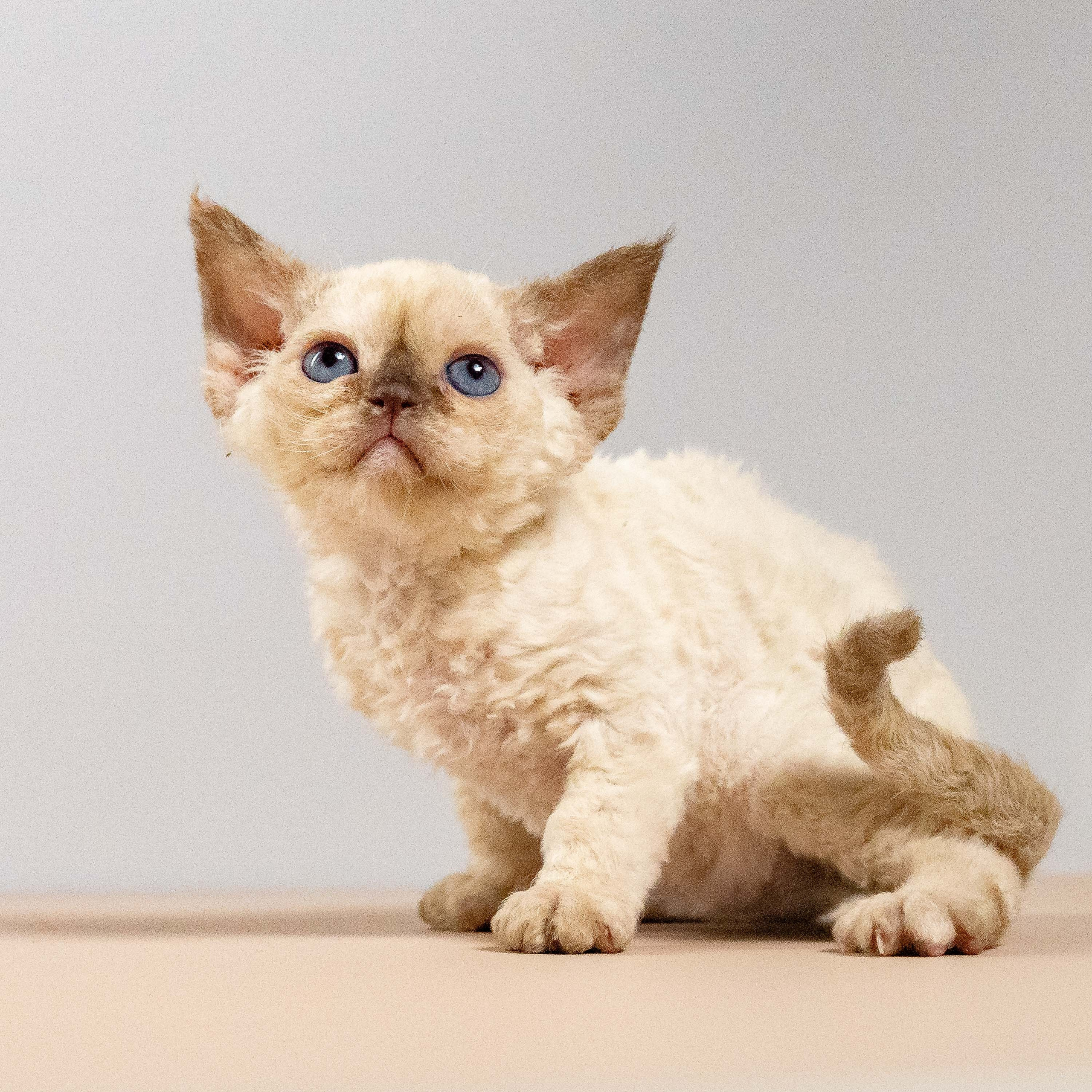 Luna, girl, born 12.20.2025. Devon Rex Pixie Cattery