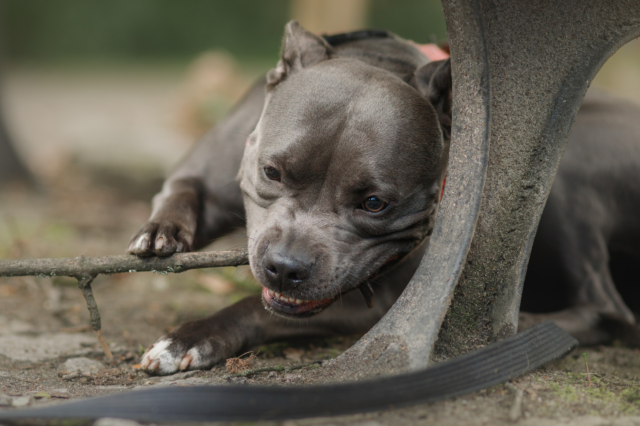 Bombka. Kaja | fotograf we Wrocławiu | ludzie i psy