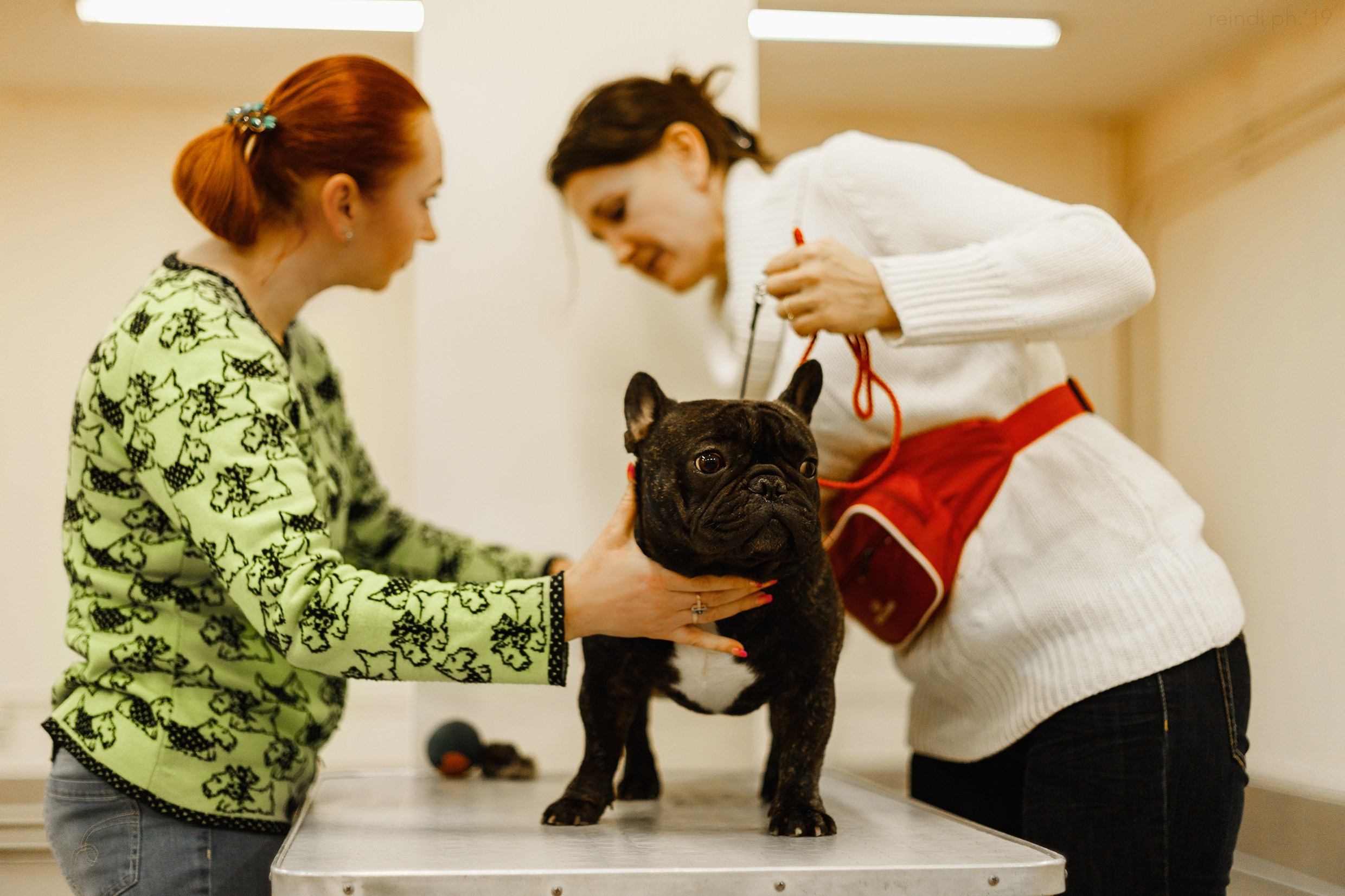Dog handling hall. Kaja | fotograf we Wrocławiu | ludzie i psy