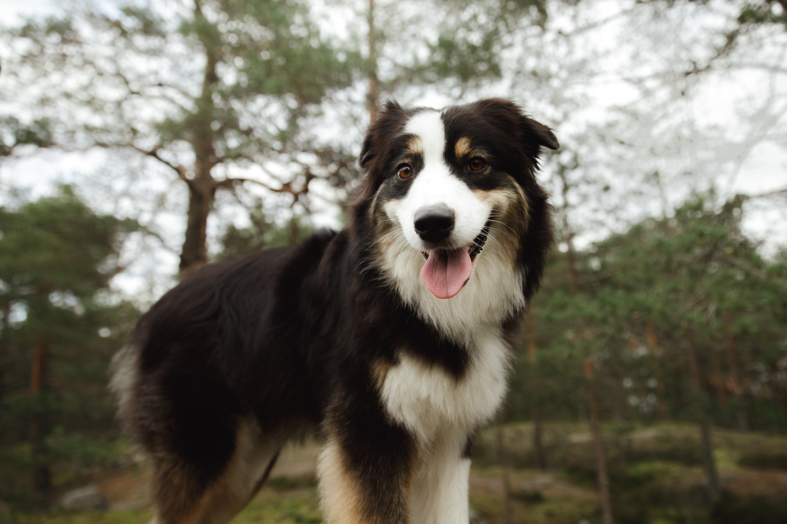 Finnish mossy hills. Kaja | fotograf psów we Wrocławiu
