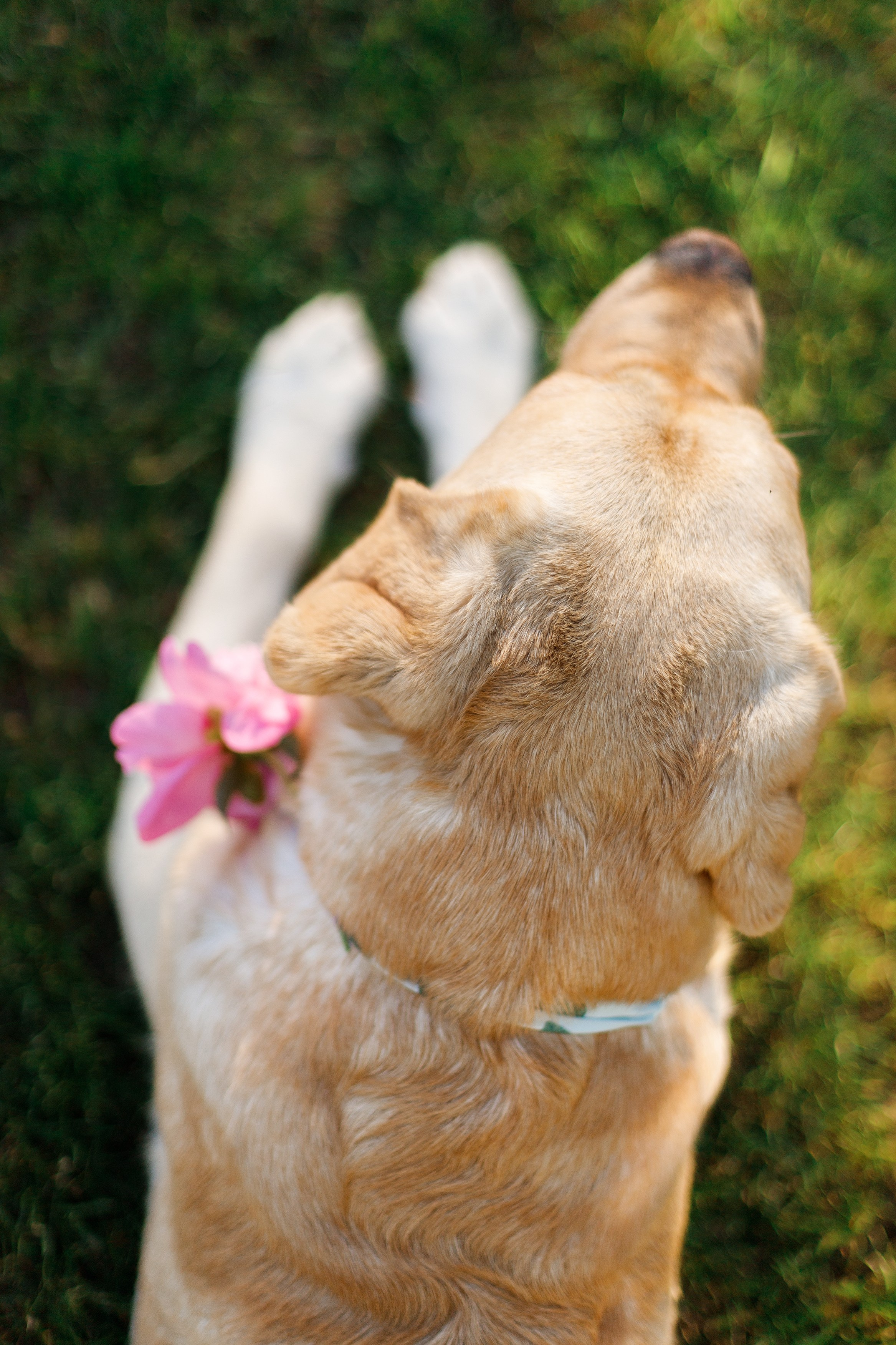 Nastya & Spark and Boss. Kaja | fotograf psów we Wrocławiu