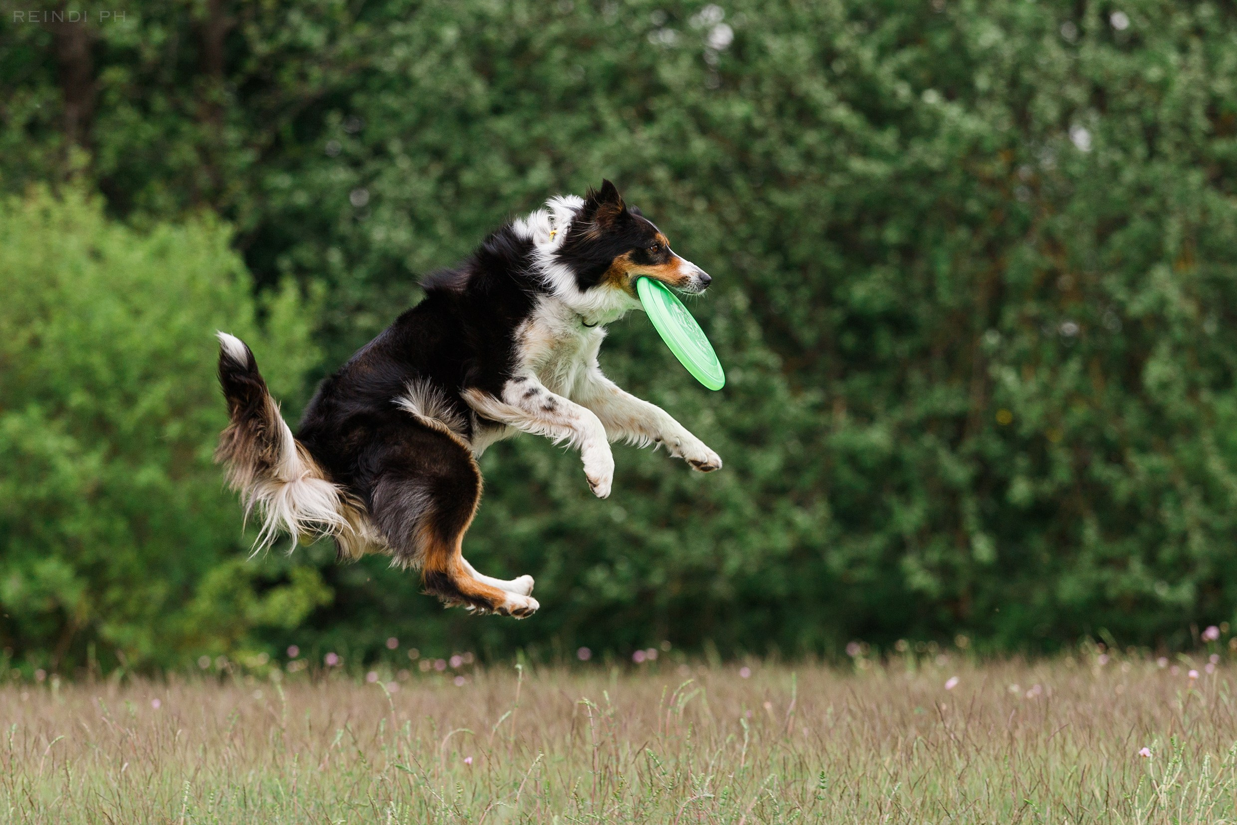 Dog frisbee championship | summer. Kaja | fotograf we Wrocławiu | ludzie i psy