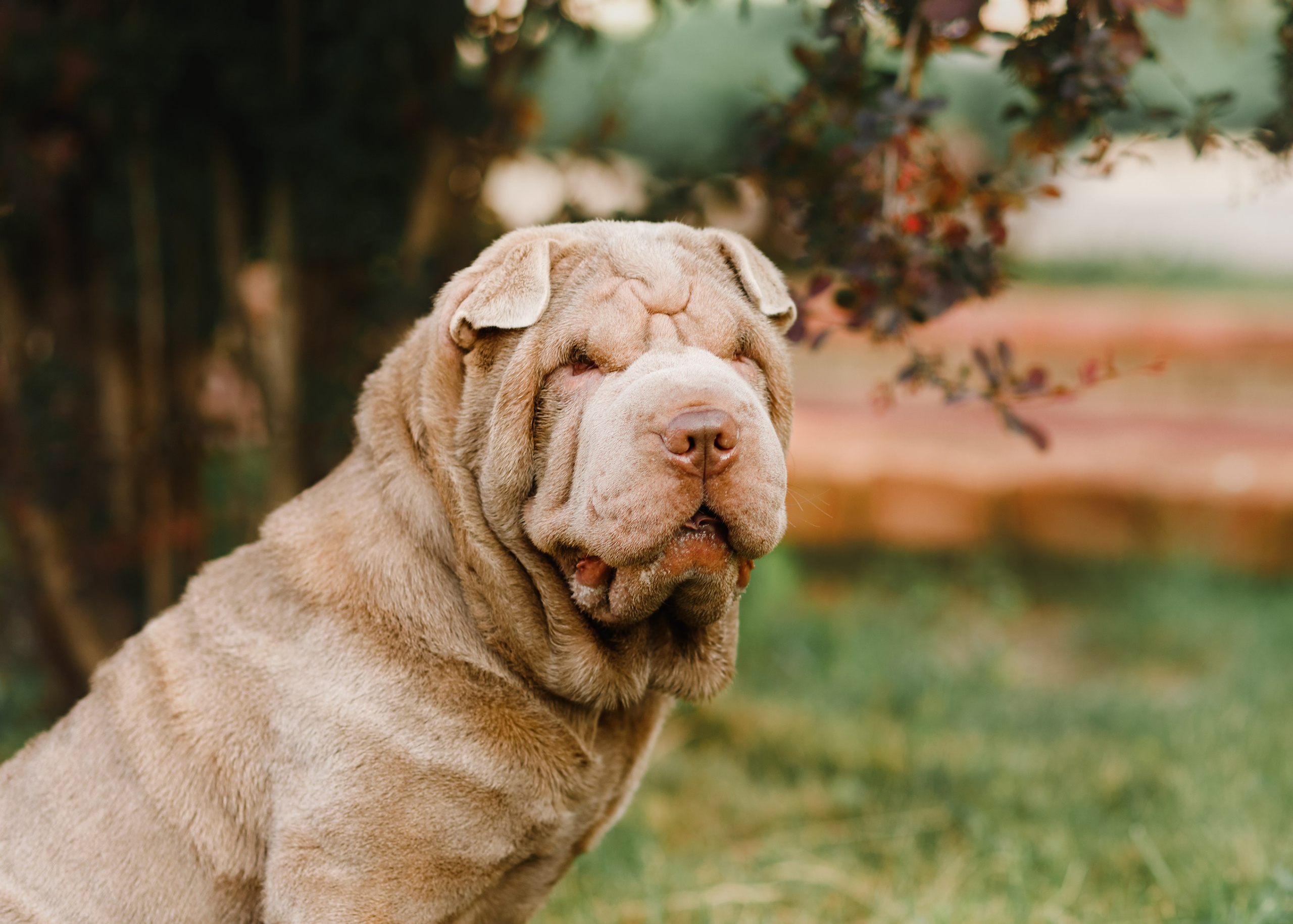 Shar pei in the city. Kaja | fotograf psów we Wrocławiu
