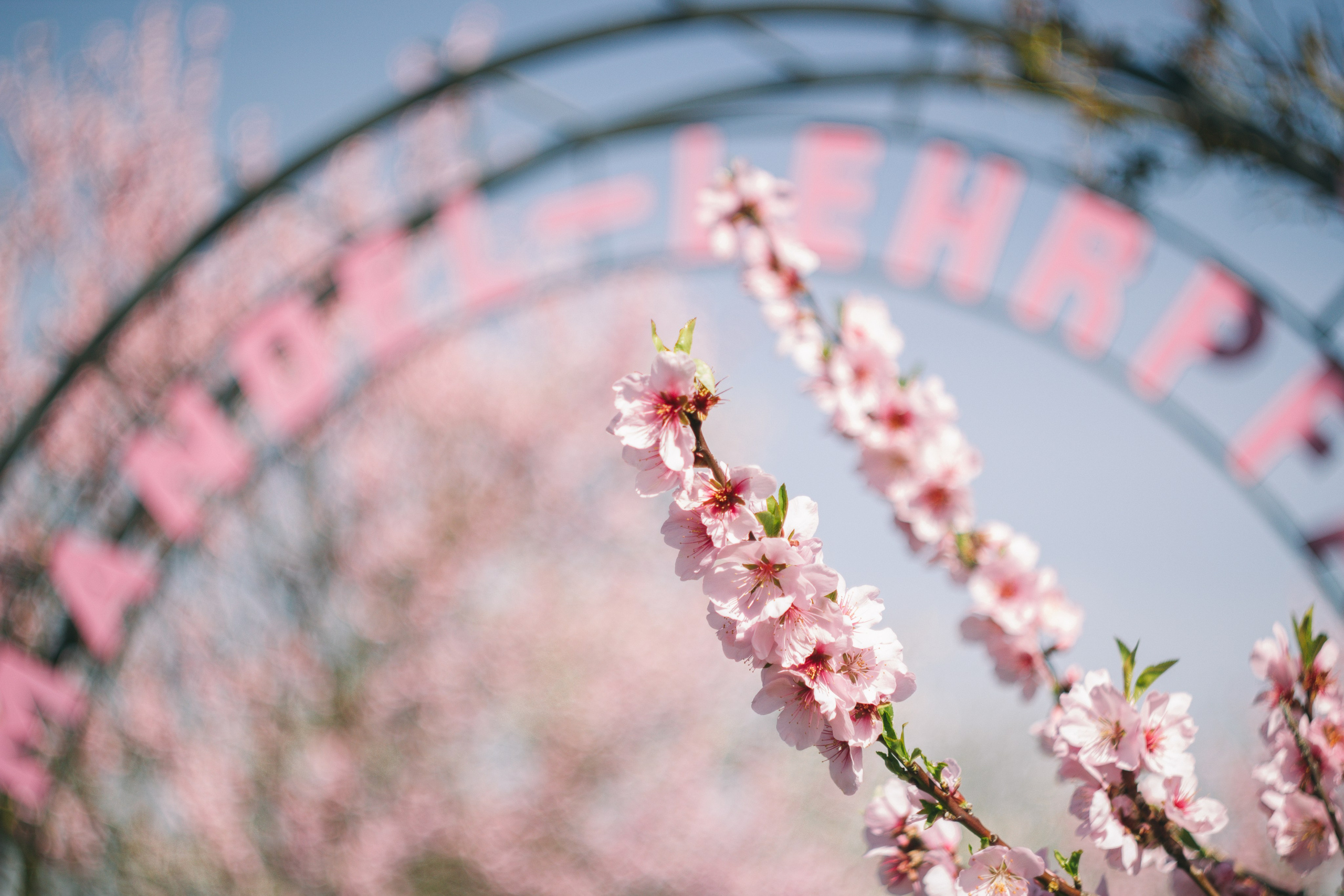 Цветущий миндаль в Пфальце. Фотограф в Германии — Мария Чистякова