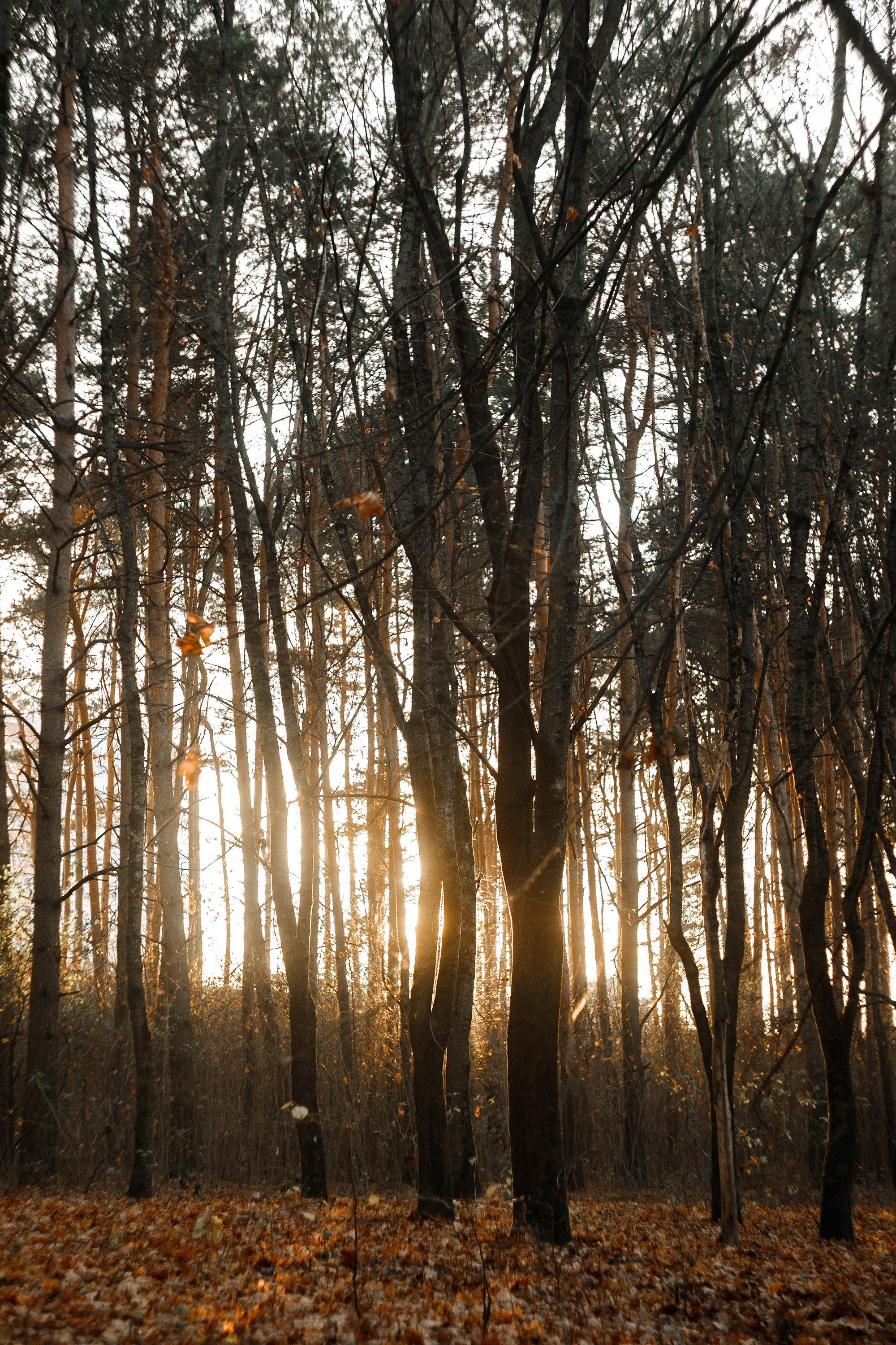 Polina. Kaja | fotograf psów we Wrocławiu