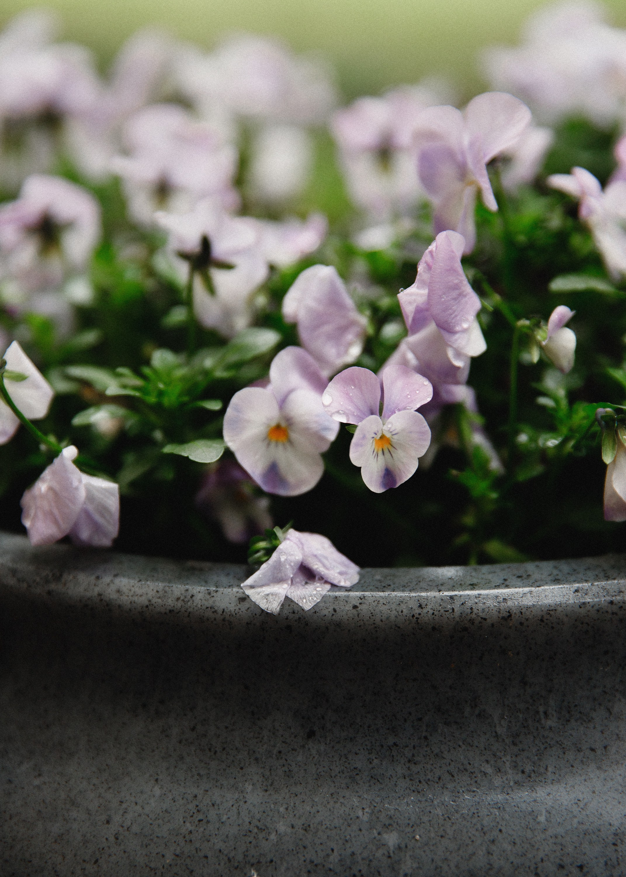 Botanical garden in Wroclaw. Kaja | fotograf we Wrocławiu | ludzie i psy