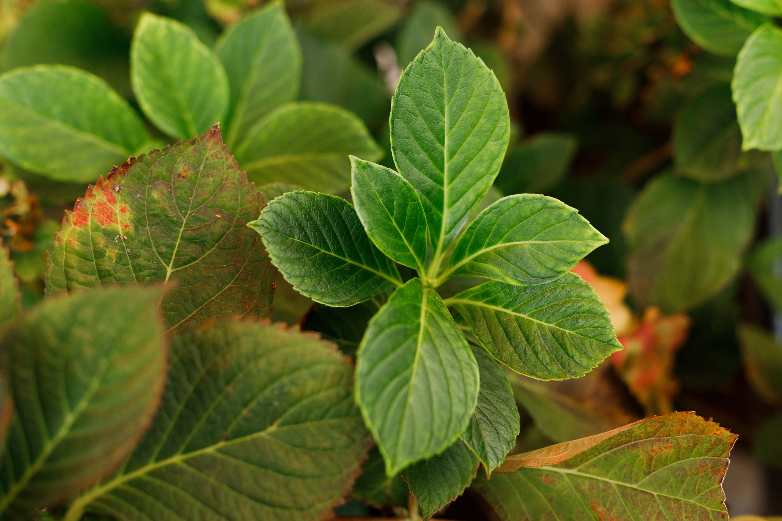 Małgorzata | business portrait. Kaja | fotograf we Wrocławiu | ludzie i psy