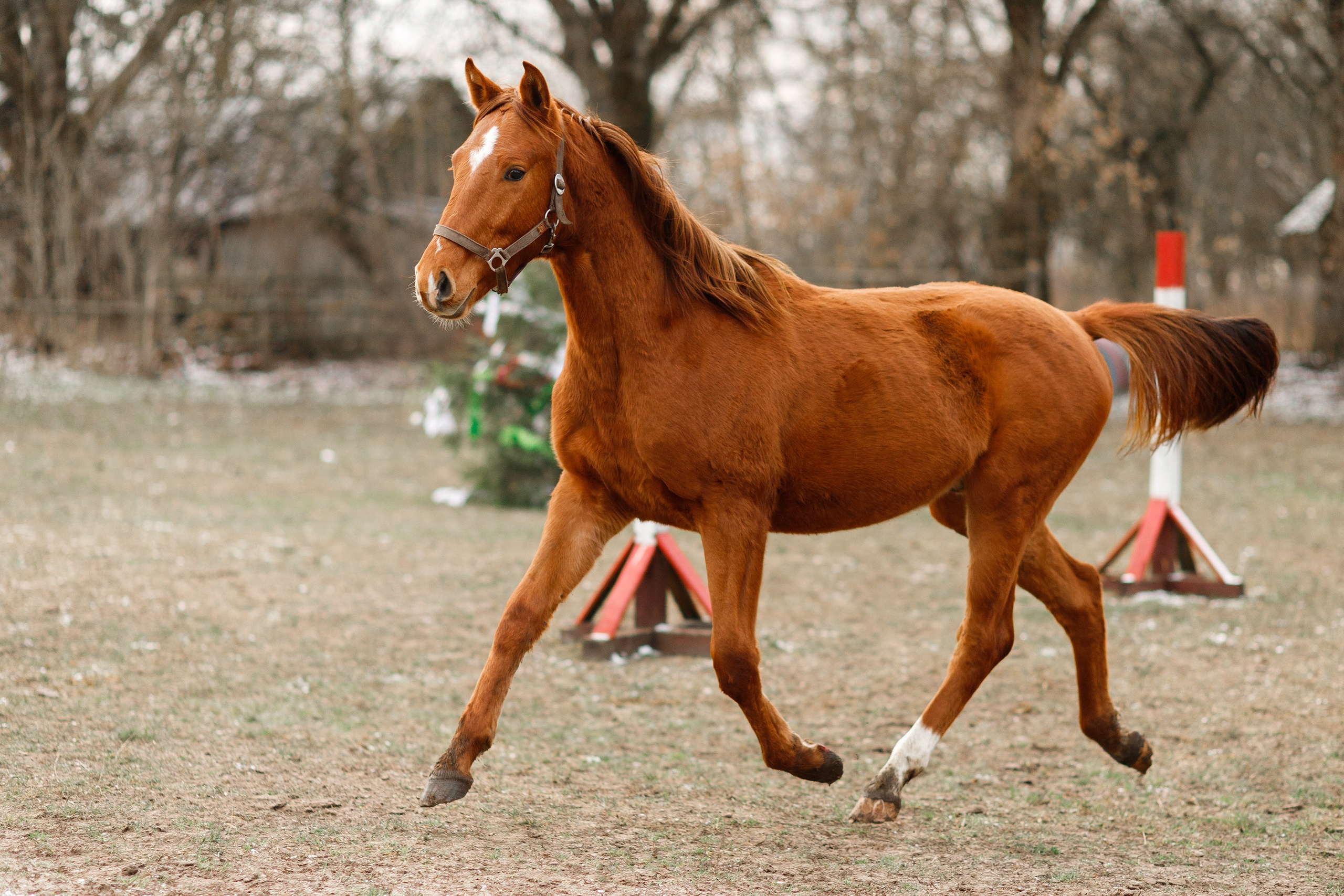 Winter stable. Kaja | fotograf psów we Wrocławiu