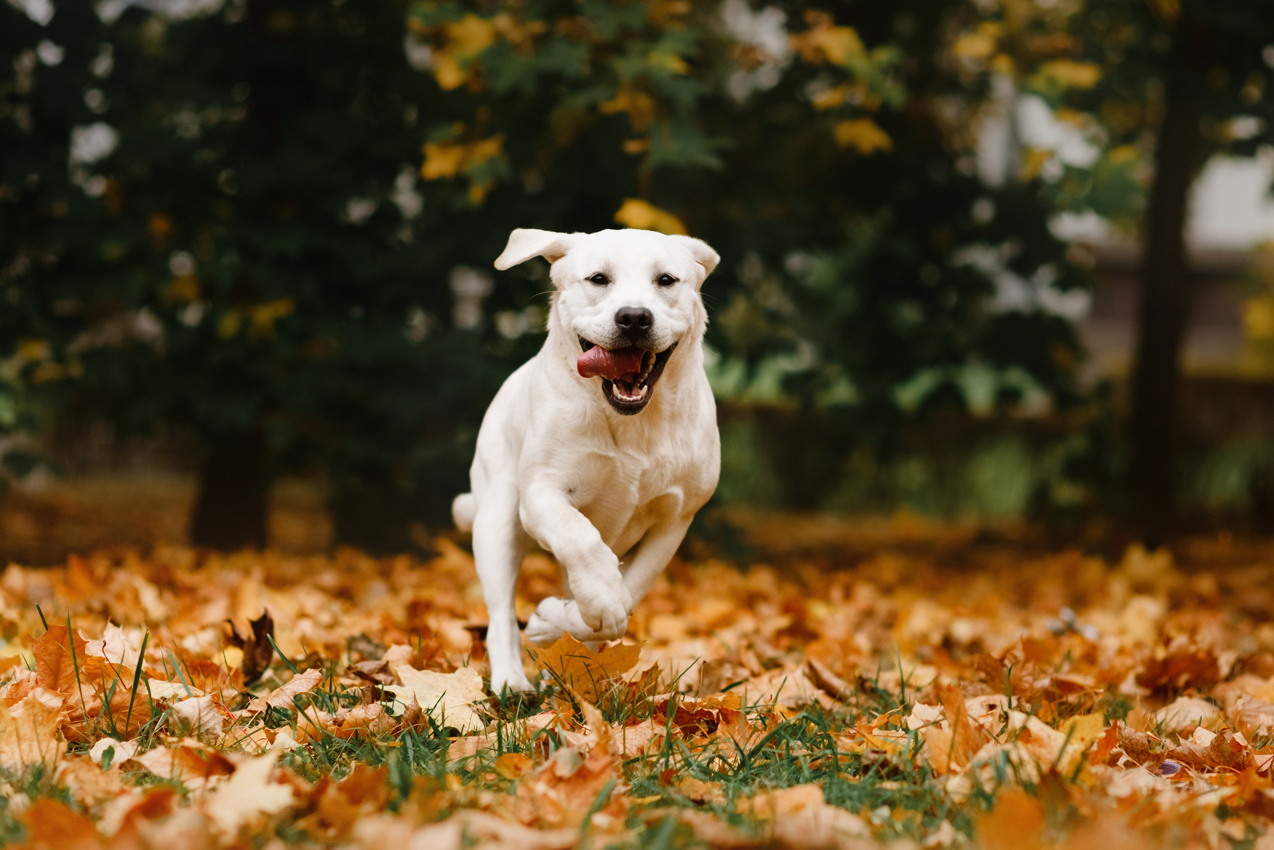 Tatiana & Tessa. Kaja | fotograf we Wrocławiu | ludzie i psy