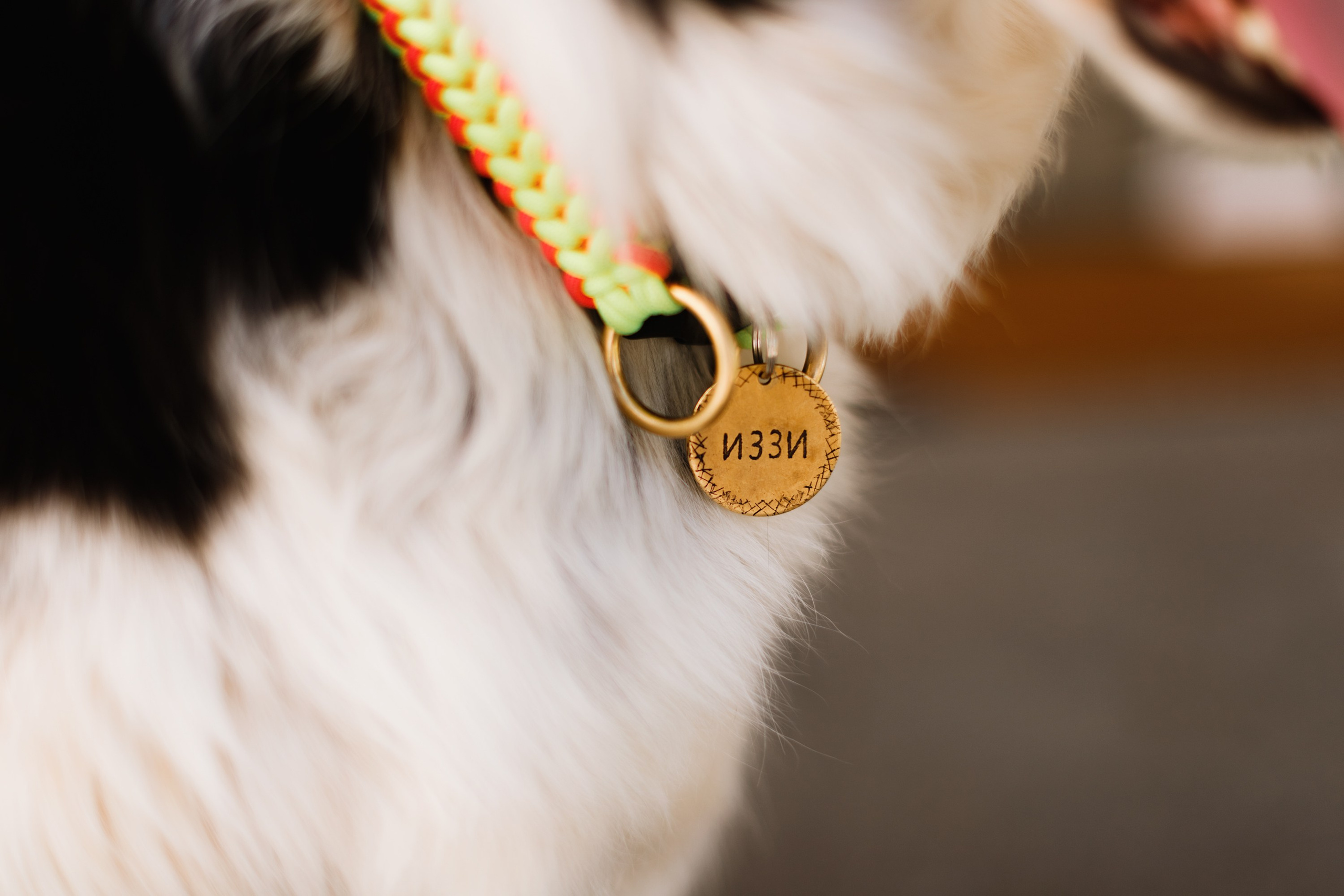 Dog trainer blog content. Kaja | fotograf we Wrocławiu | ludzie i psy