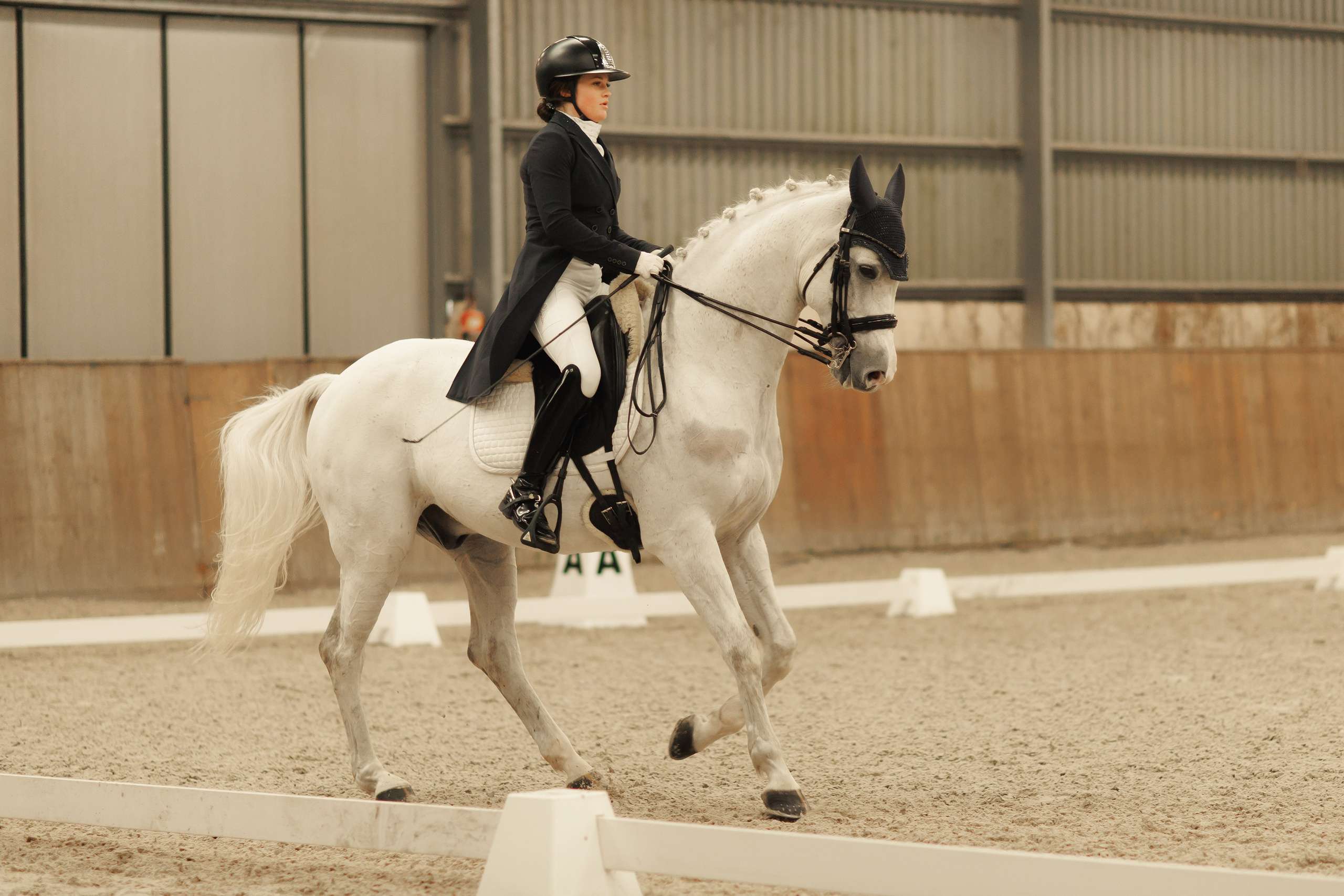 Fotografia koni Wrocław \ ujeżdżenie, Partynice. Kaja | fotograf we Wrocławiu | ludzie i psy