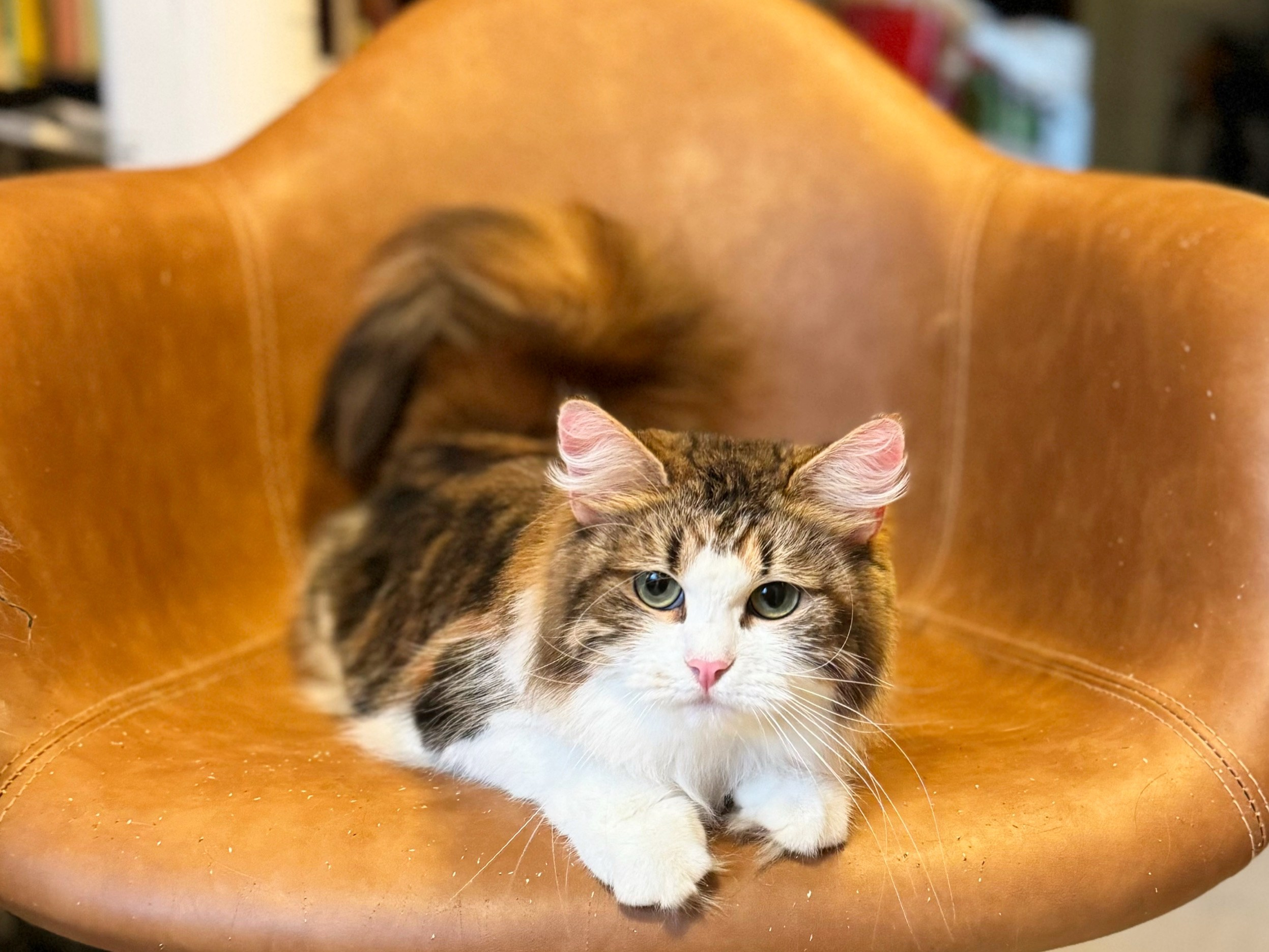 Brown Patched Tabby & White 