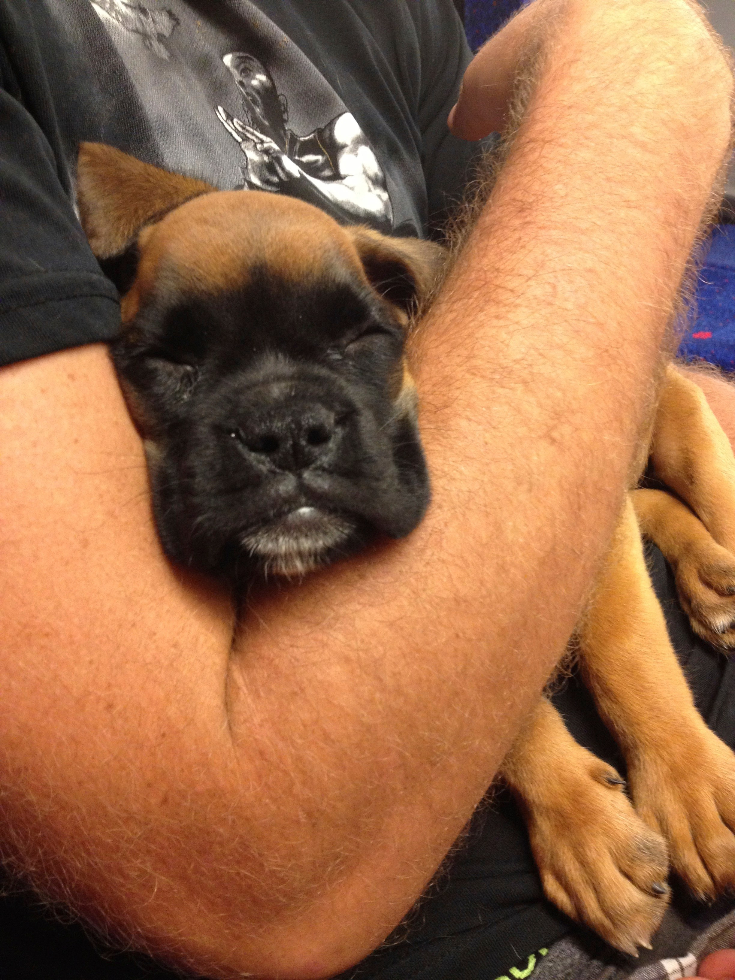 My ״Star״ Boxer Dog