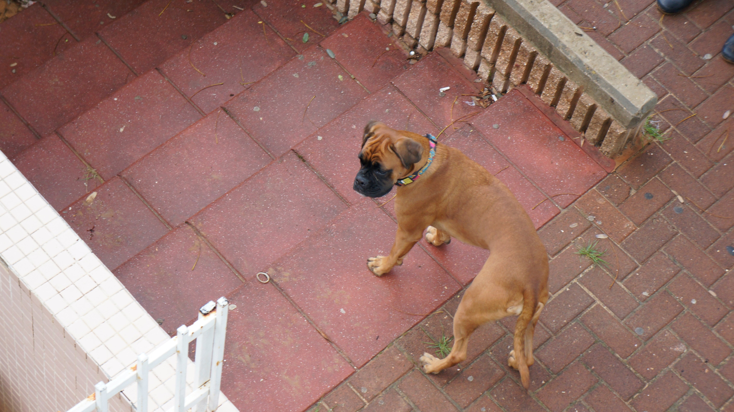 My ״Star״ Boxer Dog