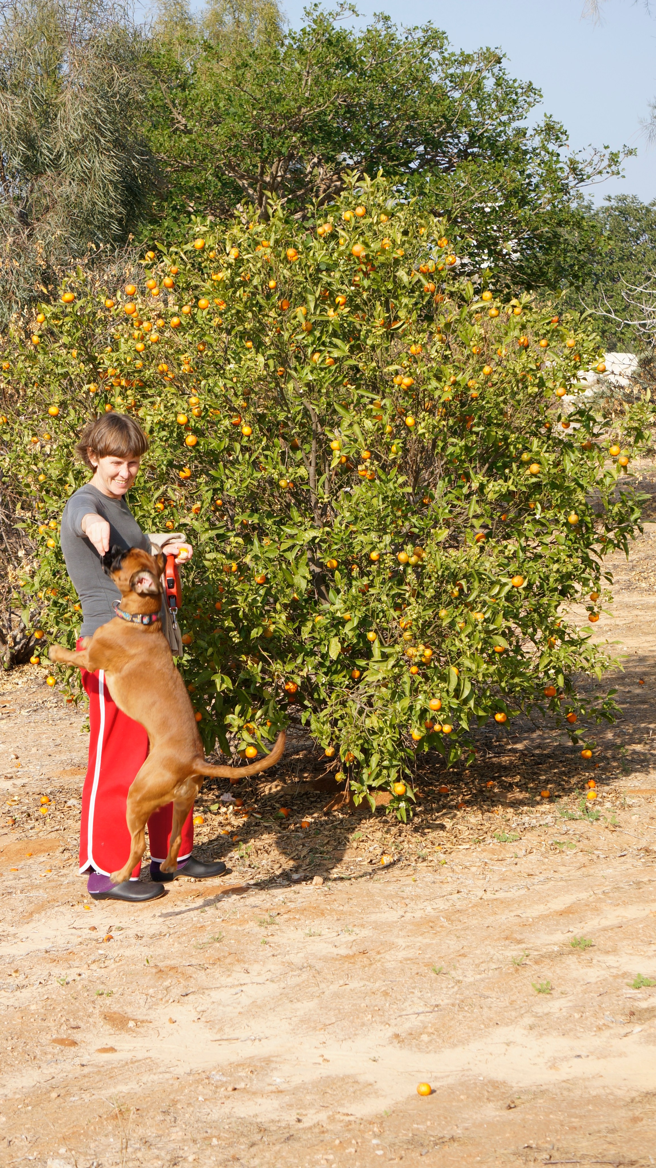 My ״Star״ Boxer Dog