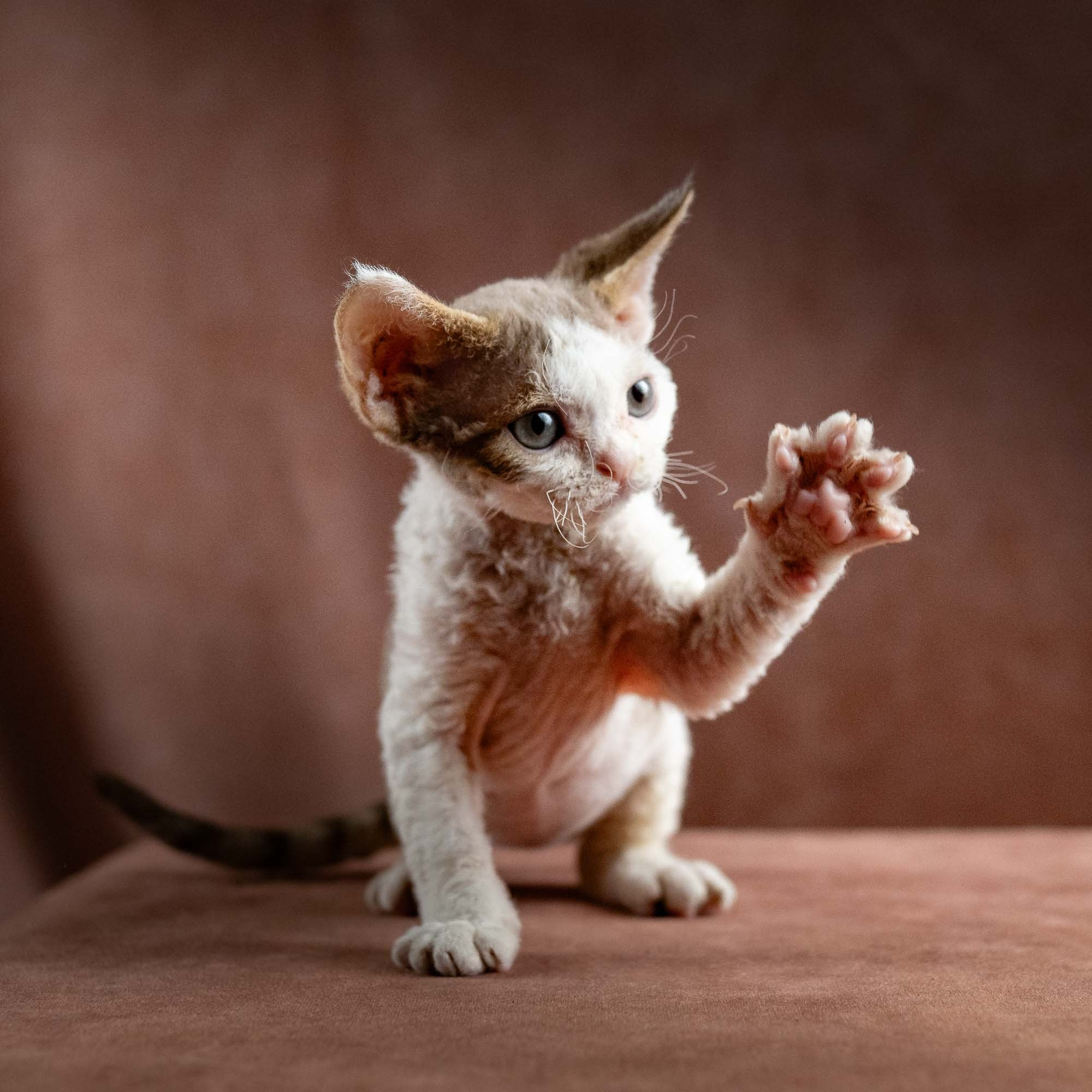 Hector,  boy, born 04.20.25. Devon Rex Pixie Cattery