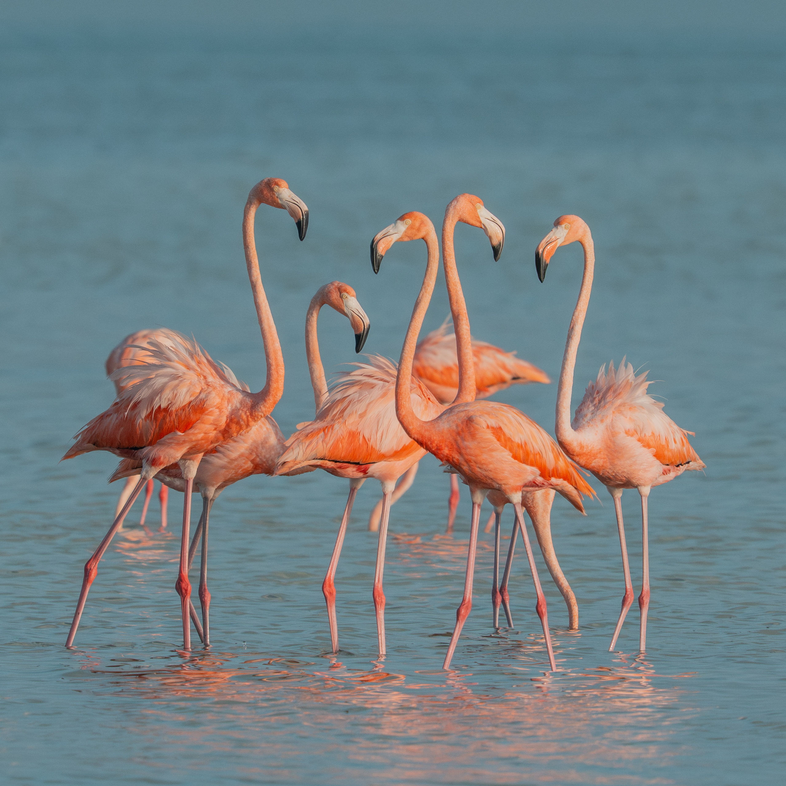 Flamencos. Nature photographer Yuri Soria-Galvarro