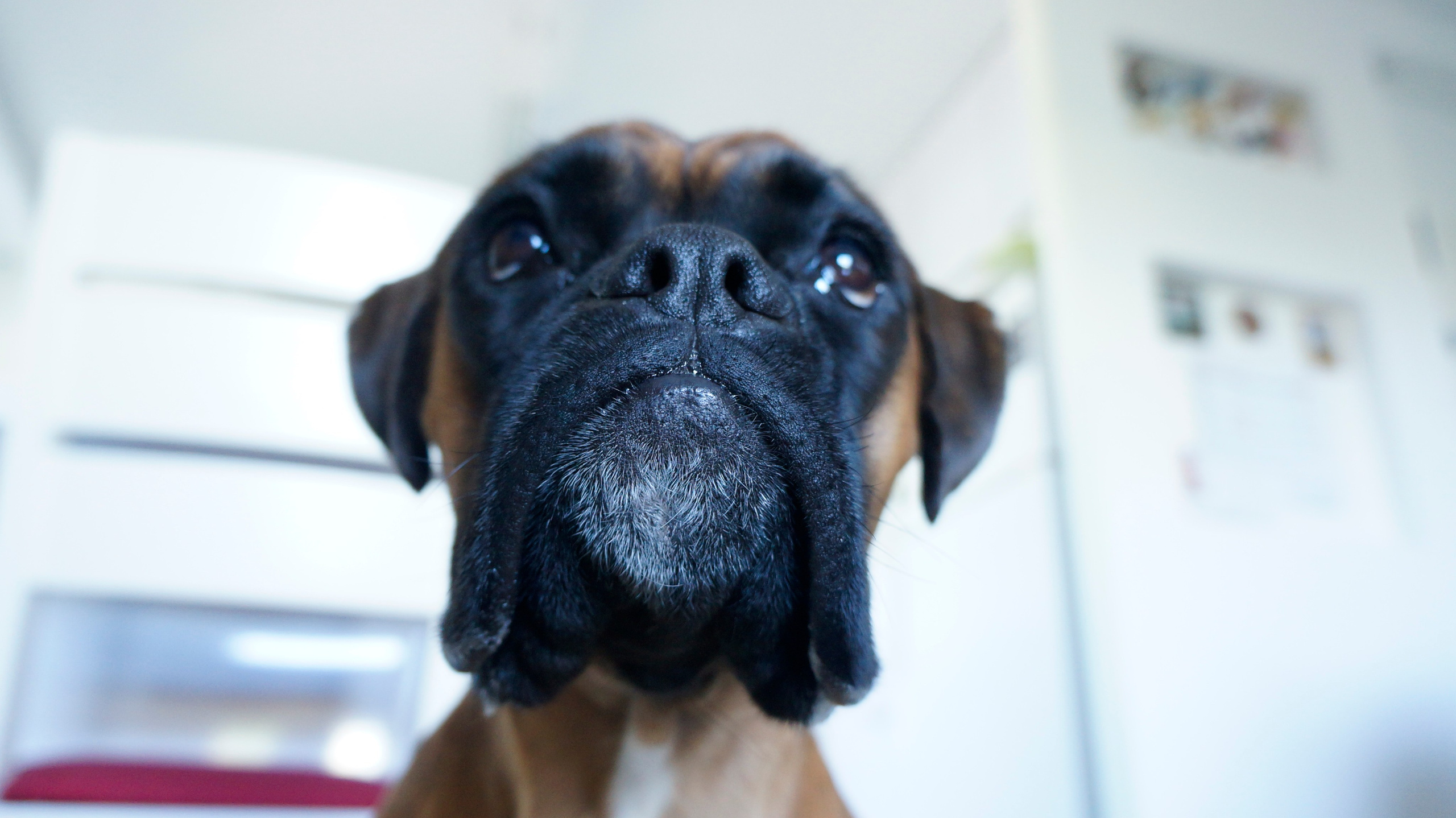 My ״Star״ Boxer Dog