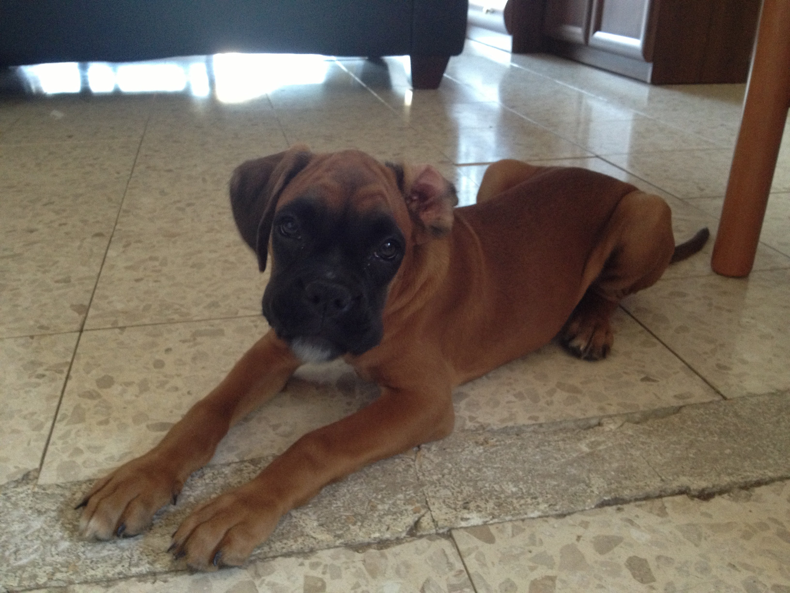 My ״Star״ Boxer Dog