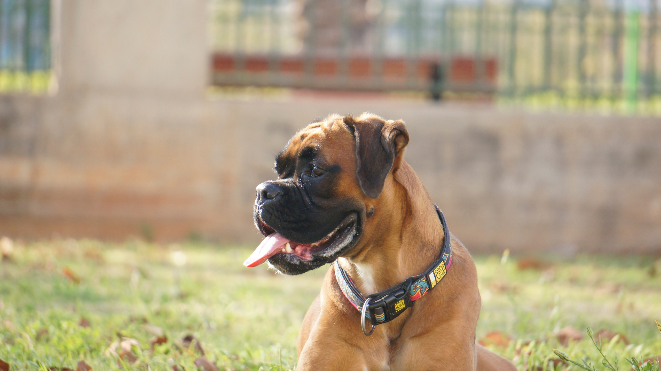 My ״Star״ Boxer Dog