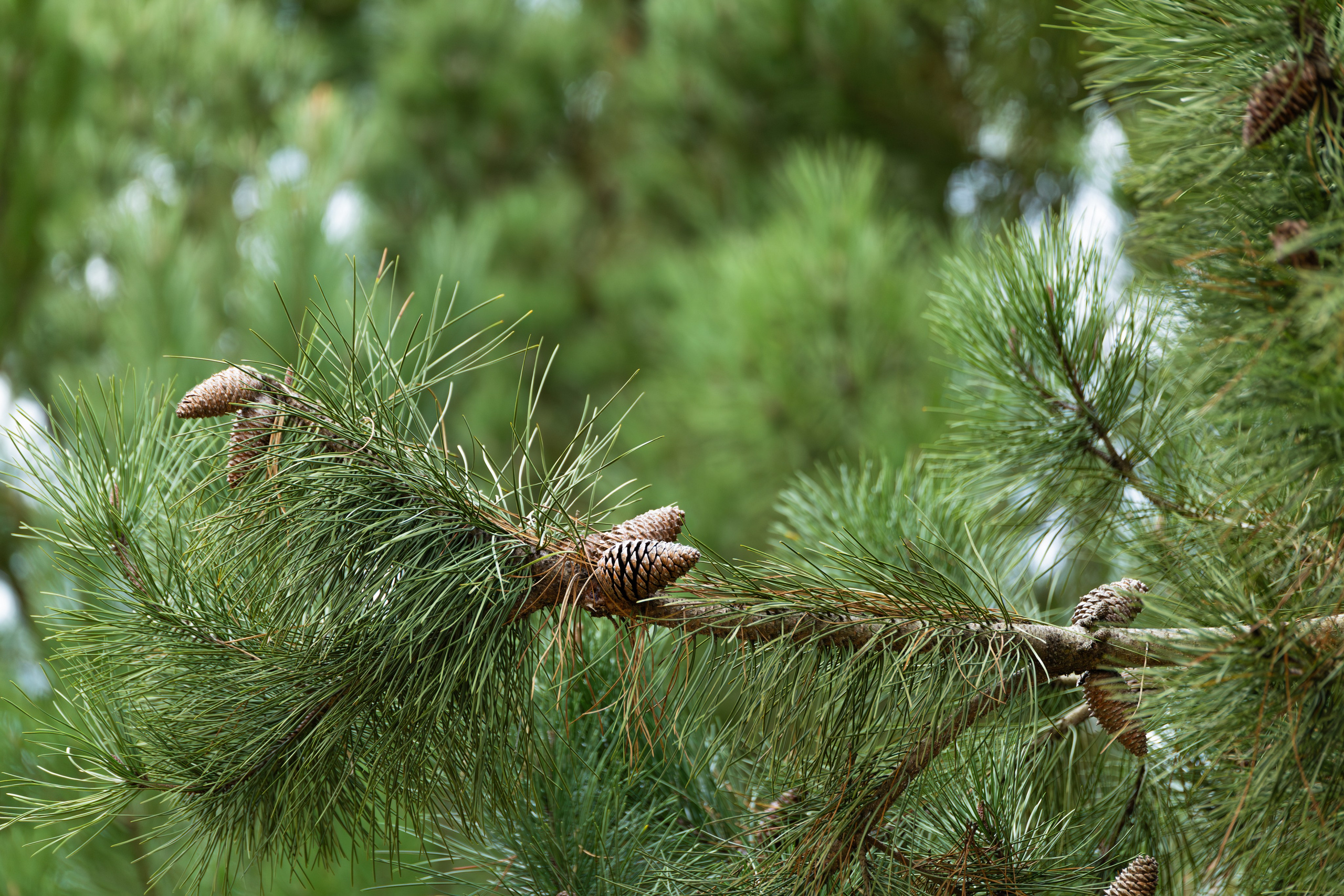 Пинамар. Фотограф в Буэнос-Айресе
