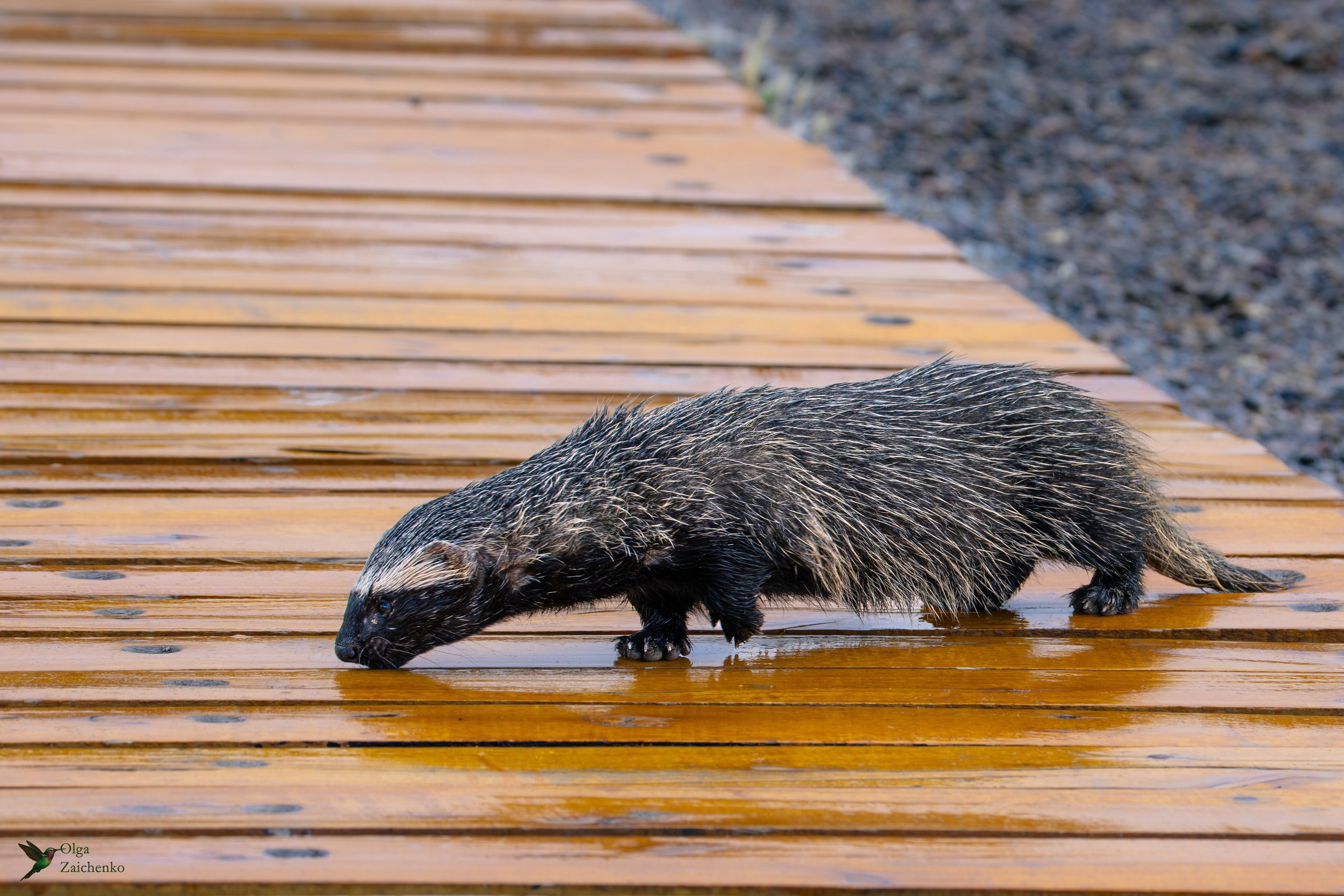 Малый гризон