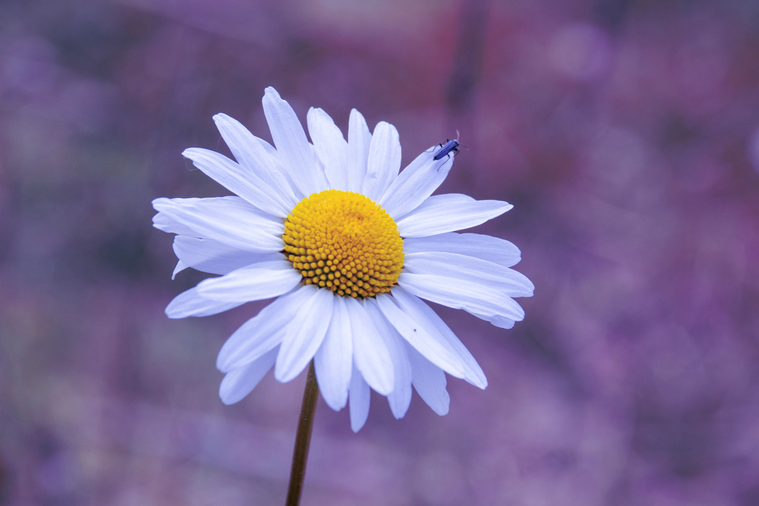 Portfolio. Photographer in Sotenäs municipality. Fotograf i Sotenäs kommun