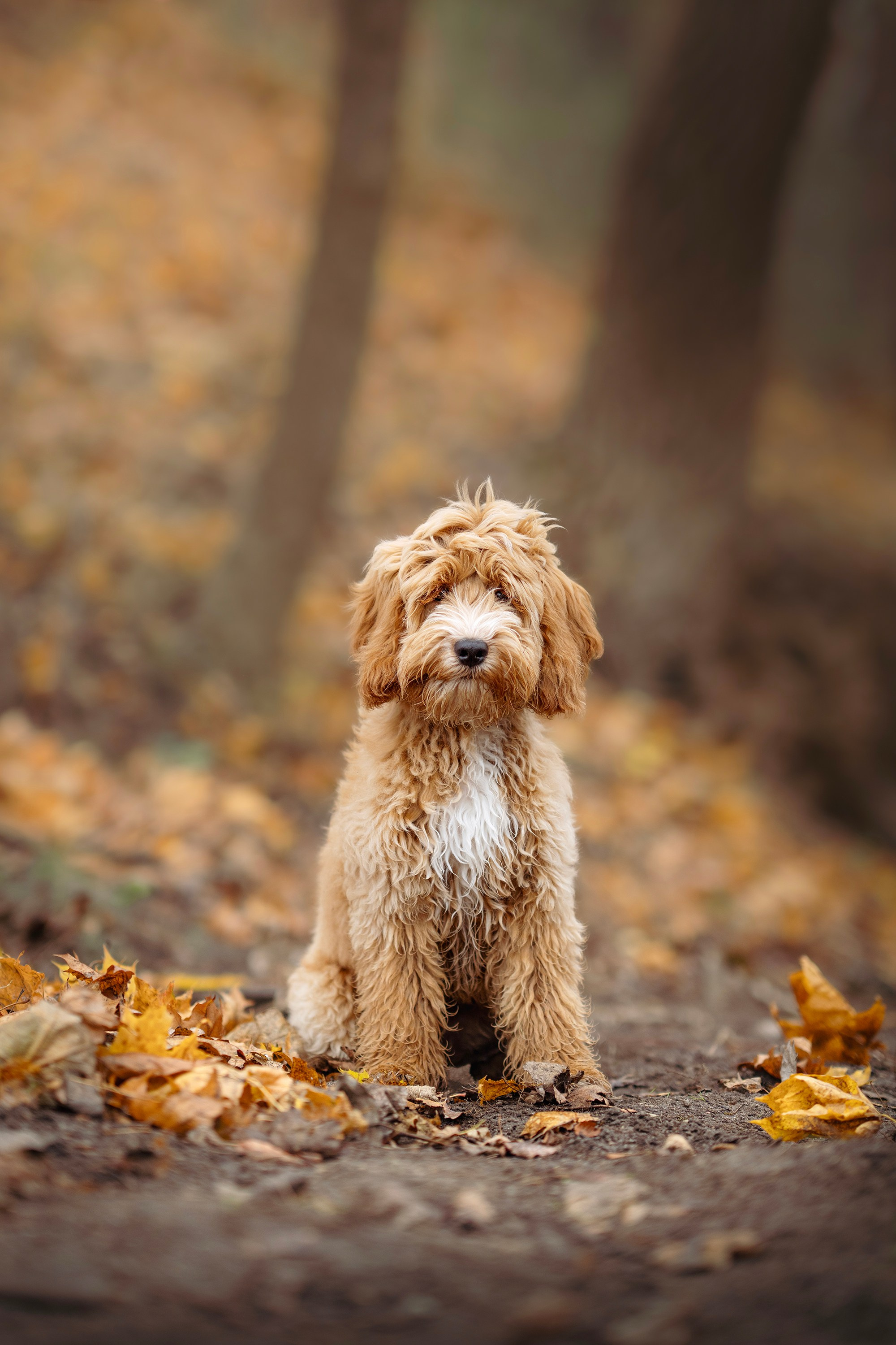 Justina, Kopa ir rudeninis Vilniaus centras. Vita Klimaševska ○ Fluffy Soulmate Photography