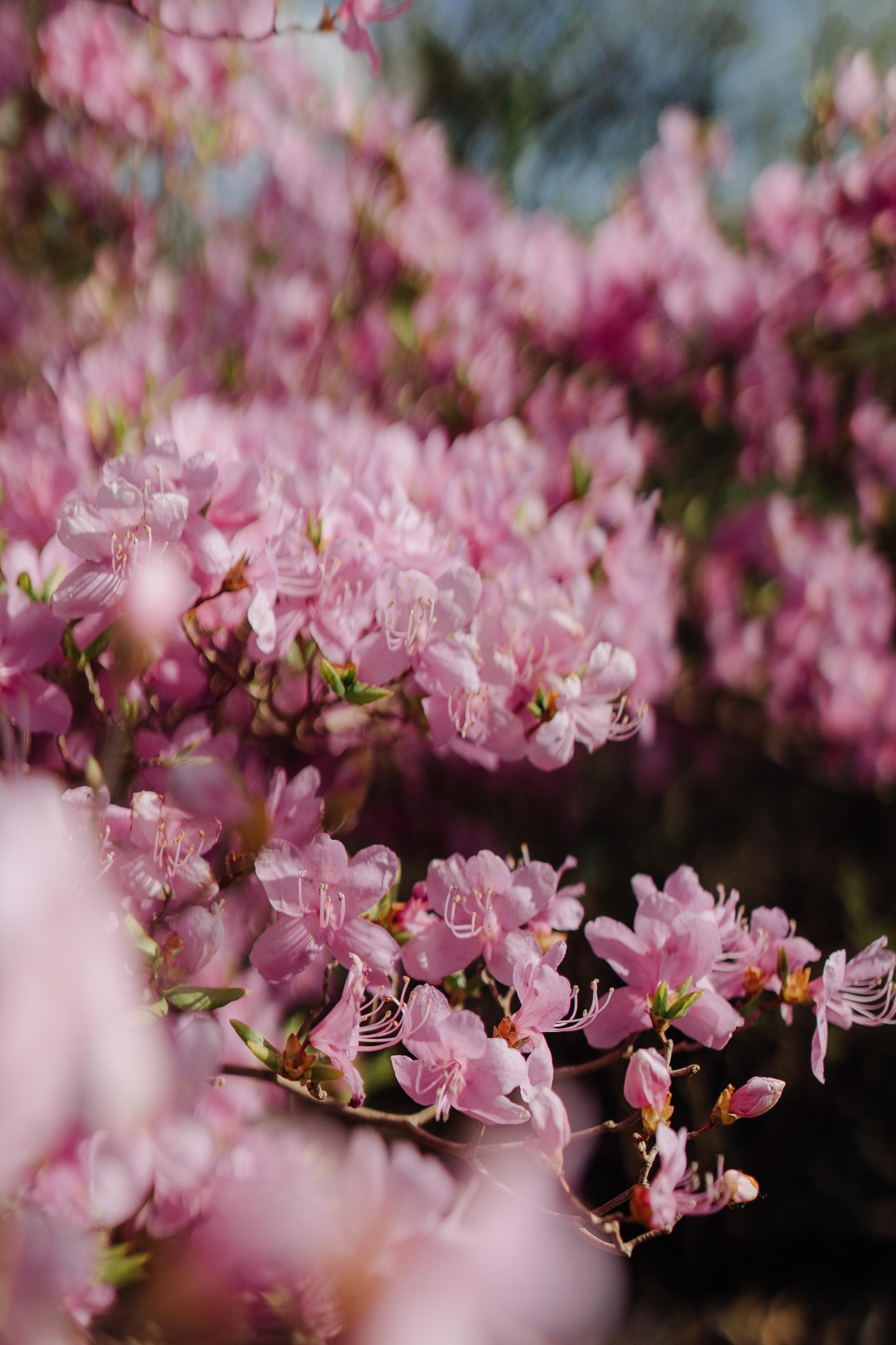 Nature. Фотограф в Праге Анна Лебедева