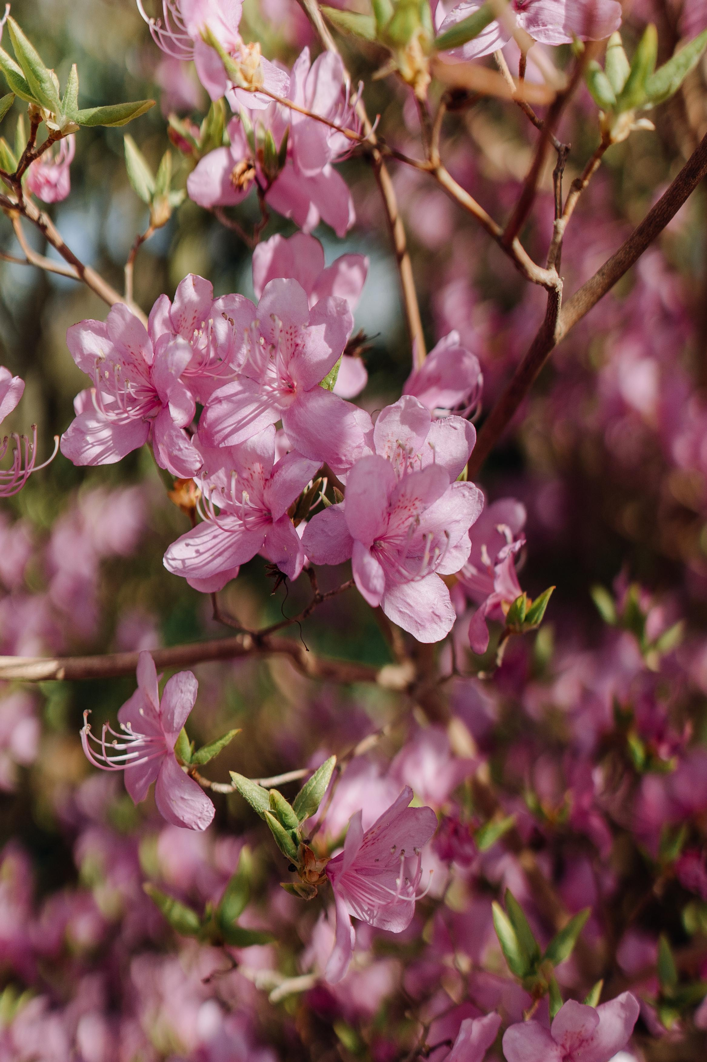 Nature. Фотограф в Праге Анна Лебедева