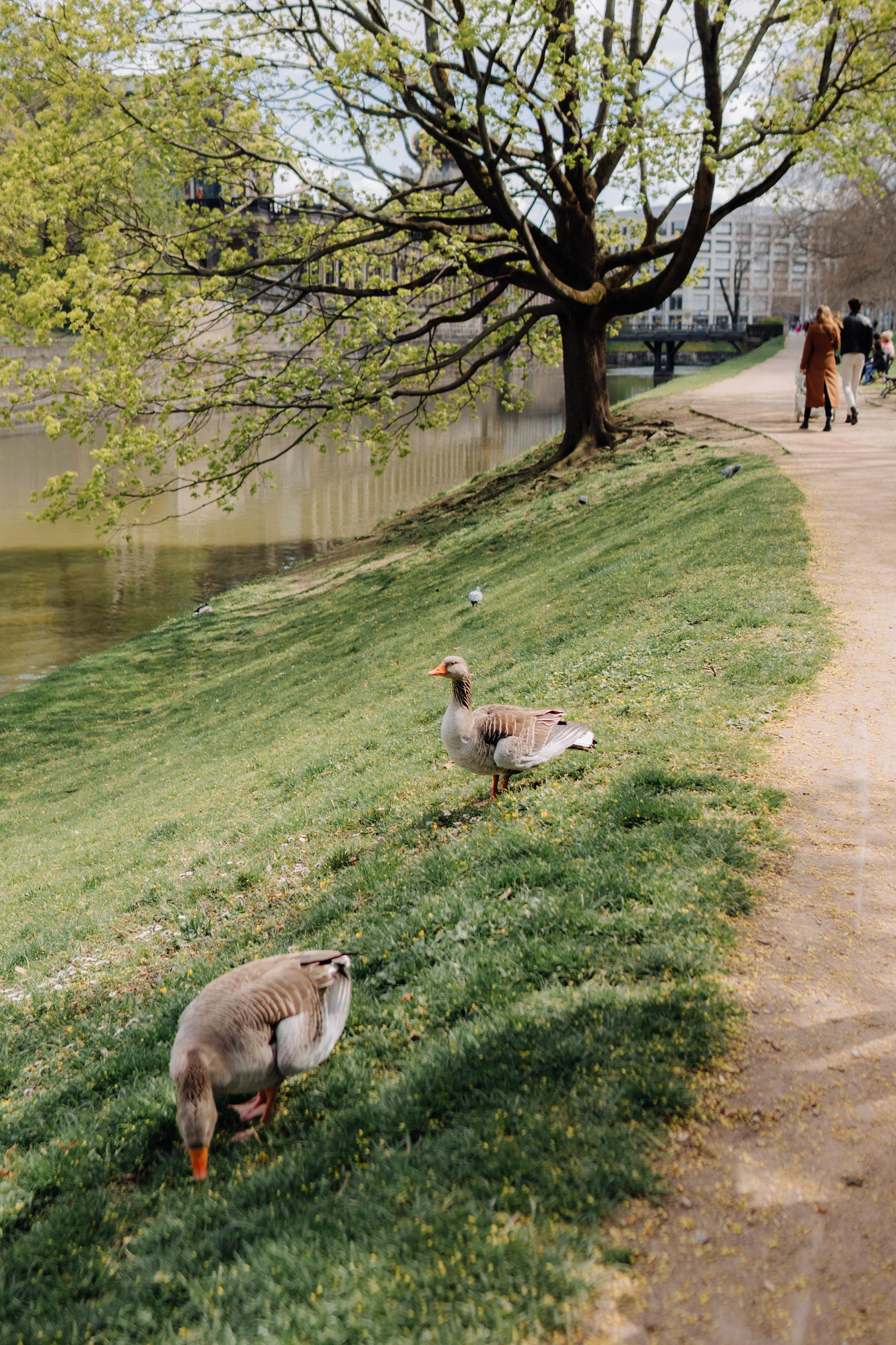 Dresden. Фотограф в Праге Анна Лебедева