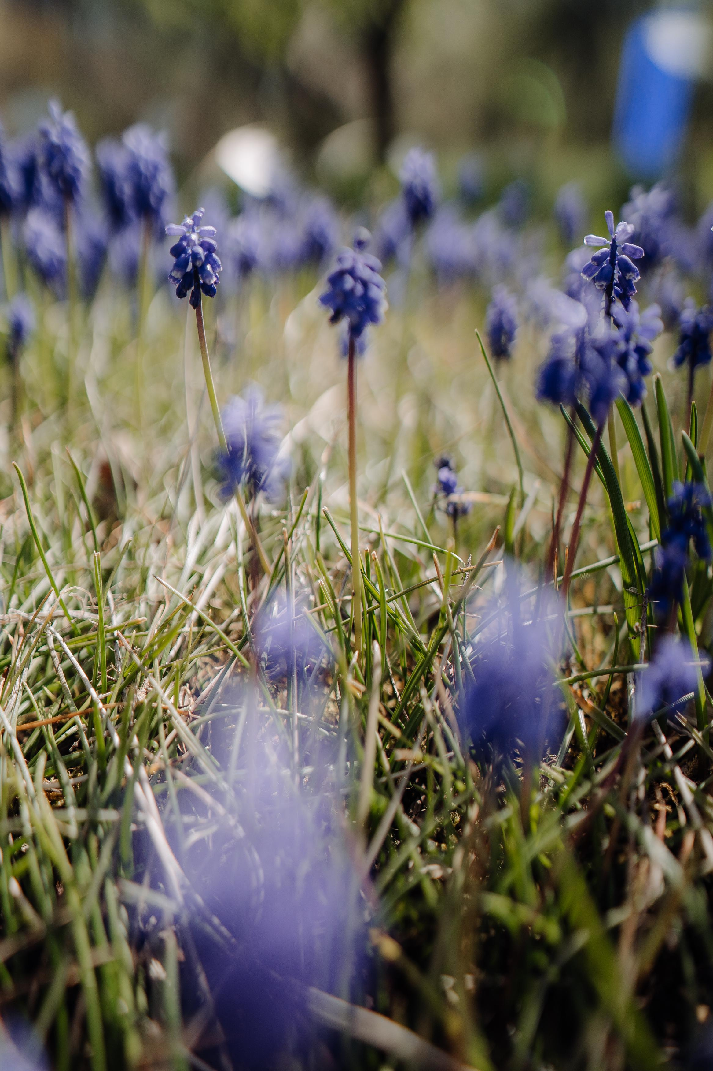 Nature. Фотограф в Праге Анна Лебедева
