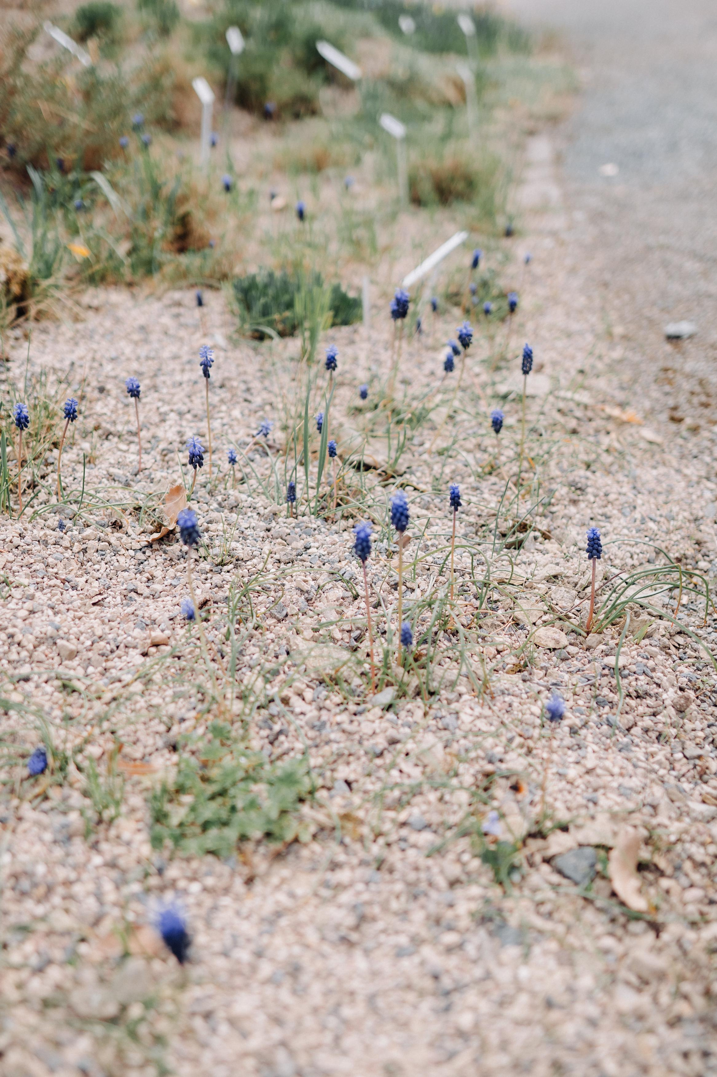 Nature. Фотограф в Праге Анна Лебедева