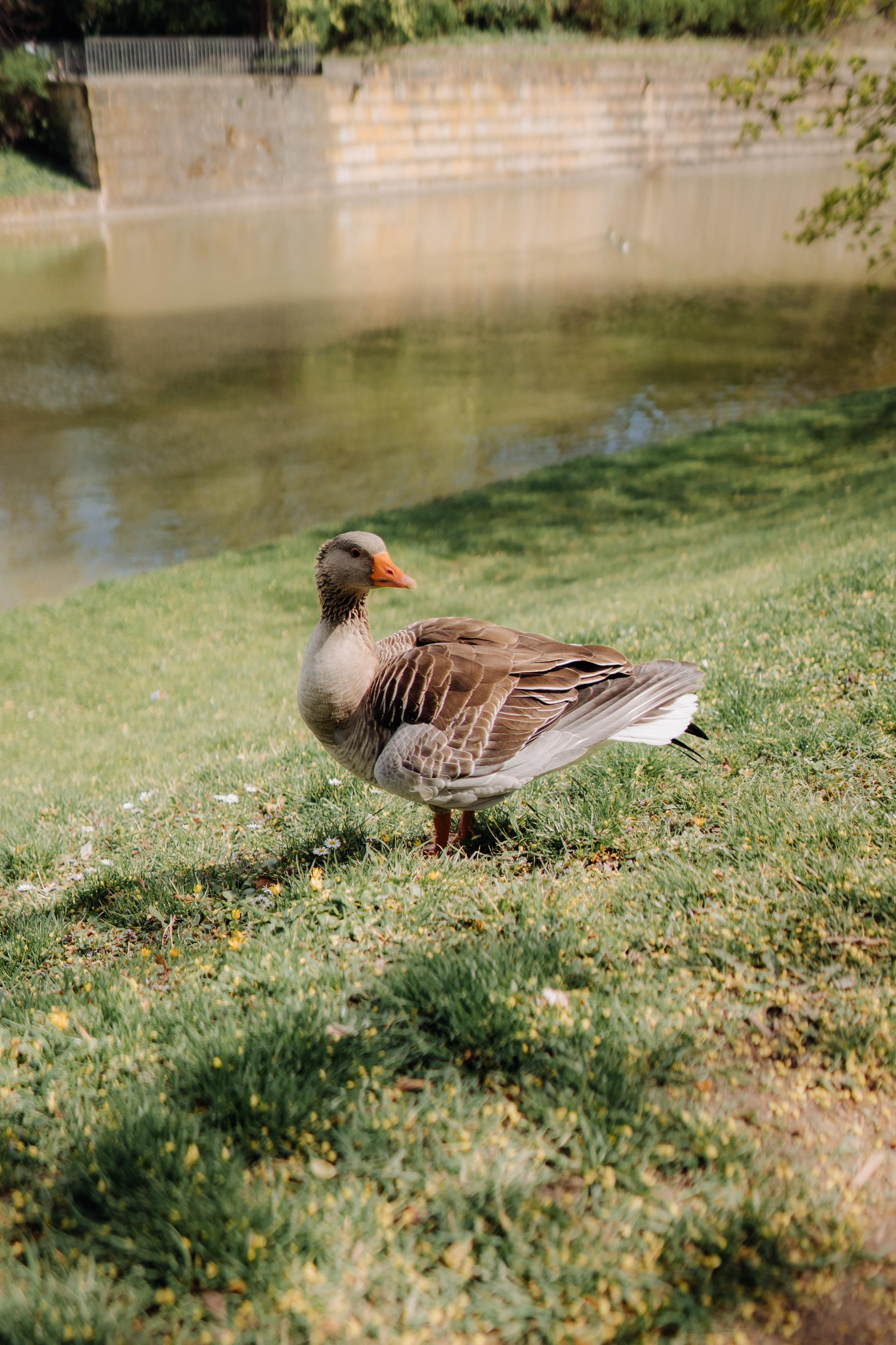 Dresden. Фотограф в Праге Анна Лебедева