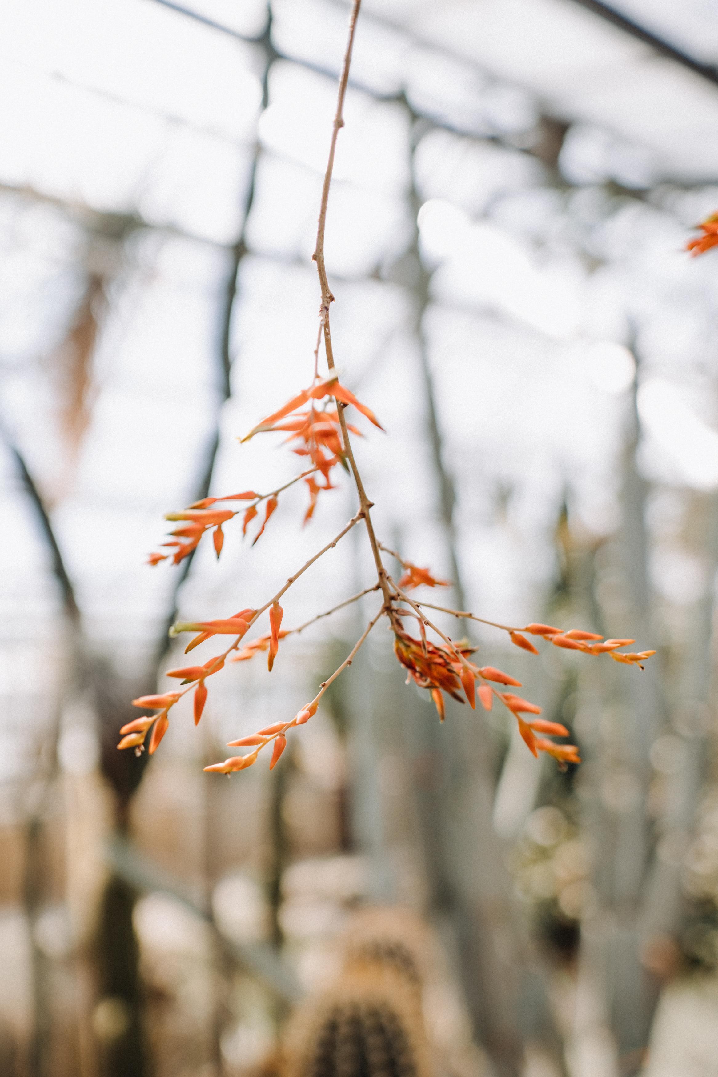 Nature. Фотограф в Праге Анна Лебедева