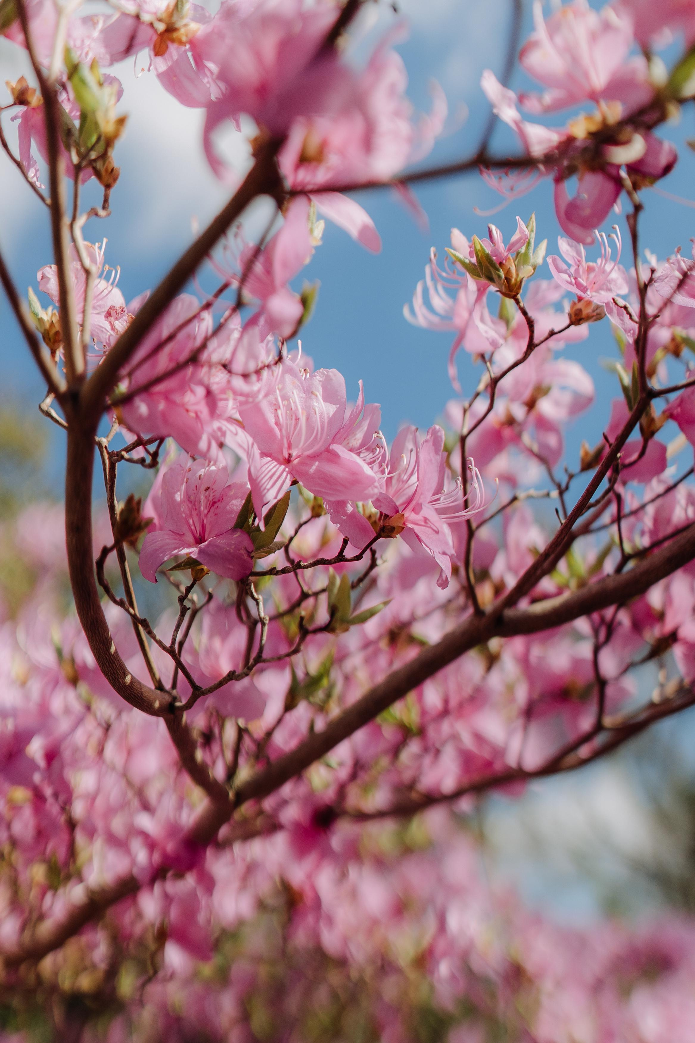 Nature. Фотограф в Праге Анна Лебедева
