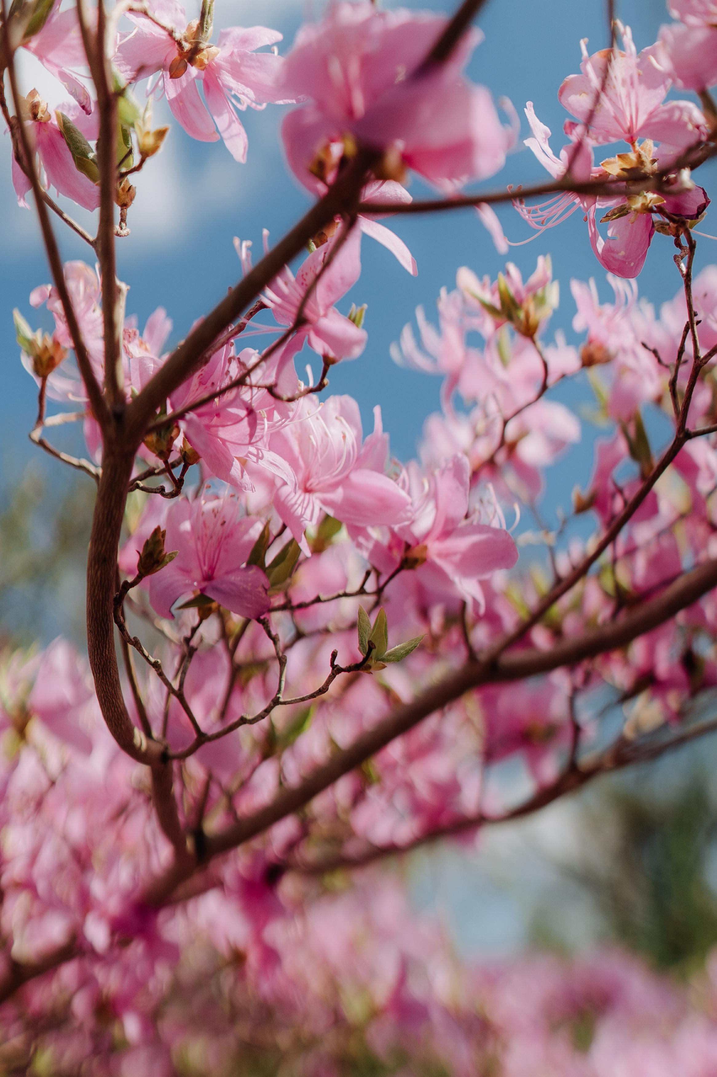 Nature. Фотограф в Праге Анна Лебедева