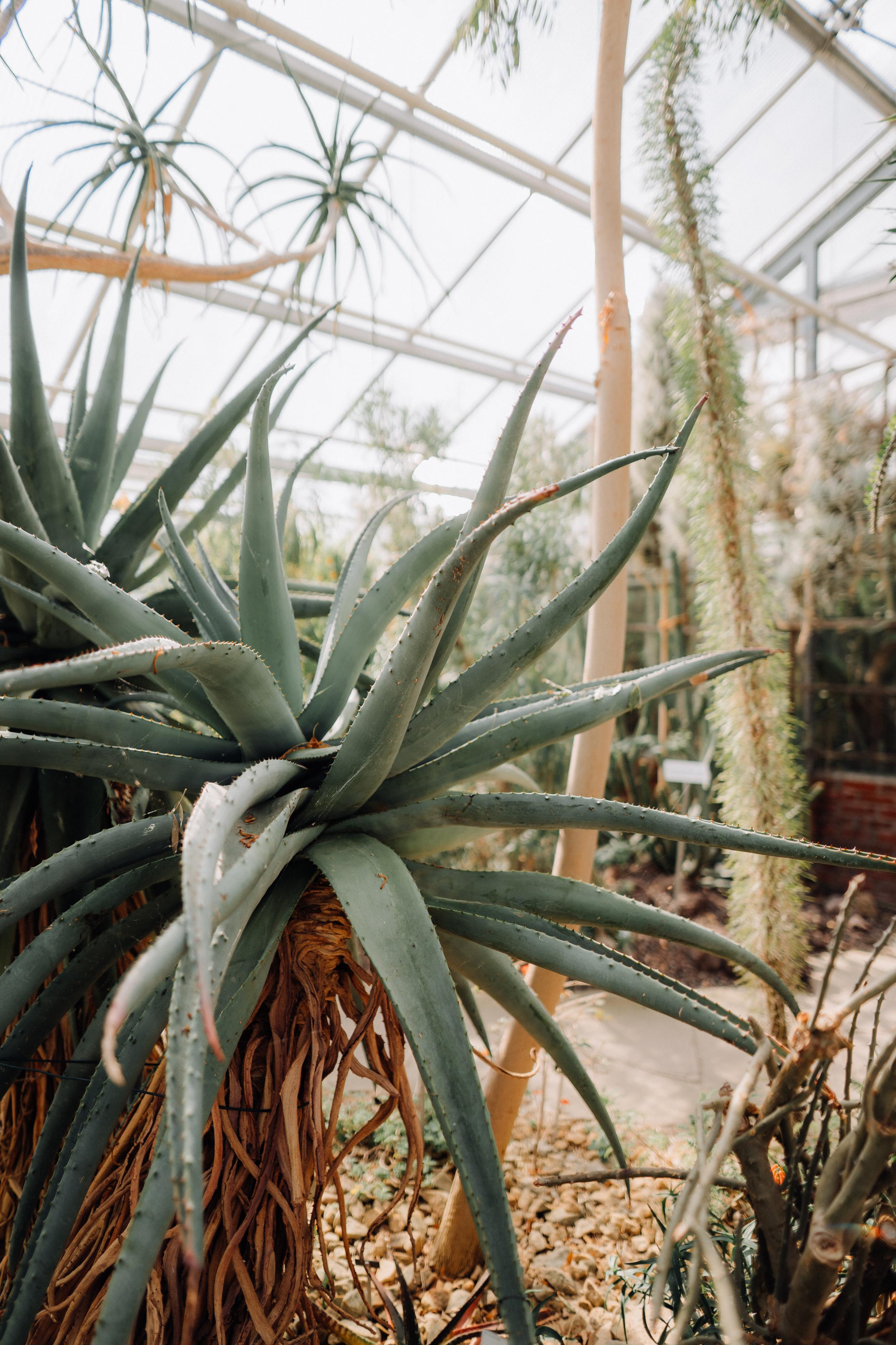 Nature. Фотограф в Праге Анна Лебедева