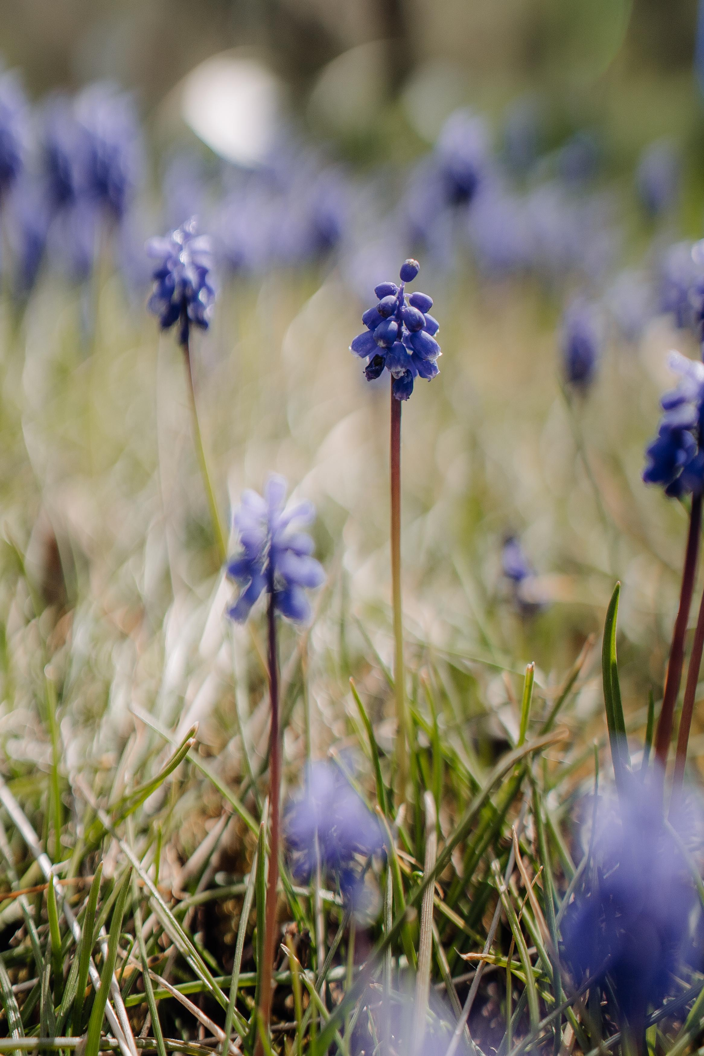 Nature. Фотограф в Праге Анна Лебедева