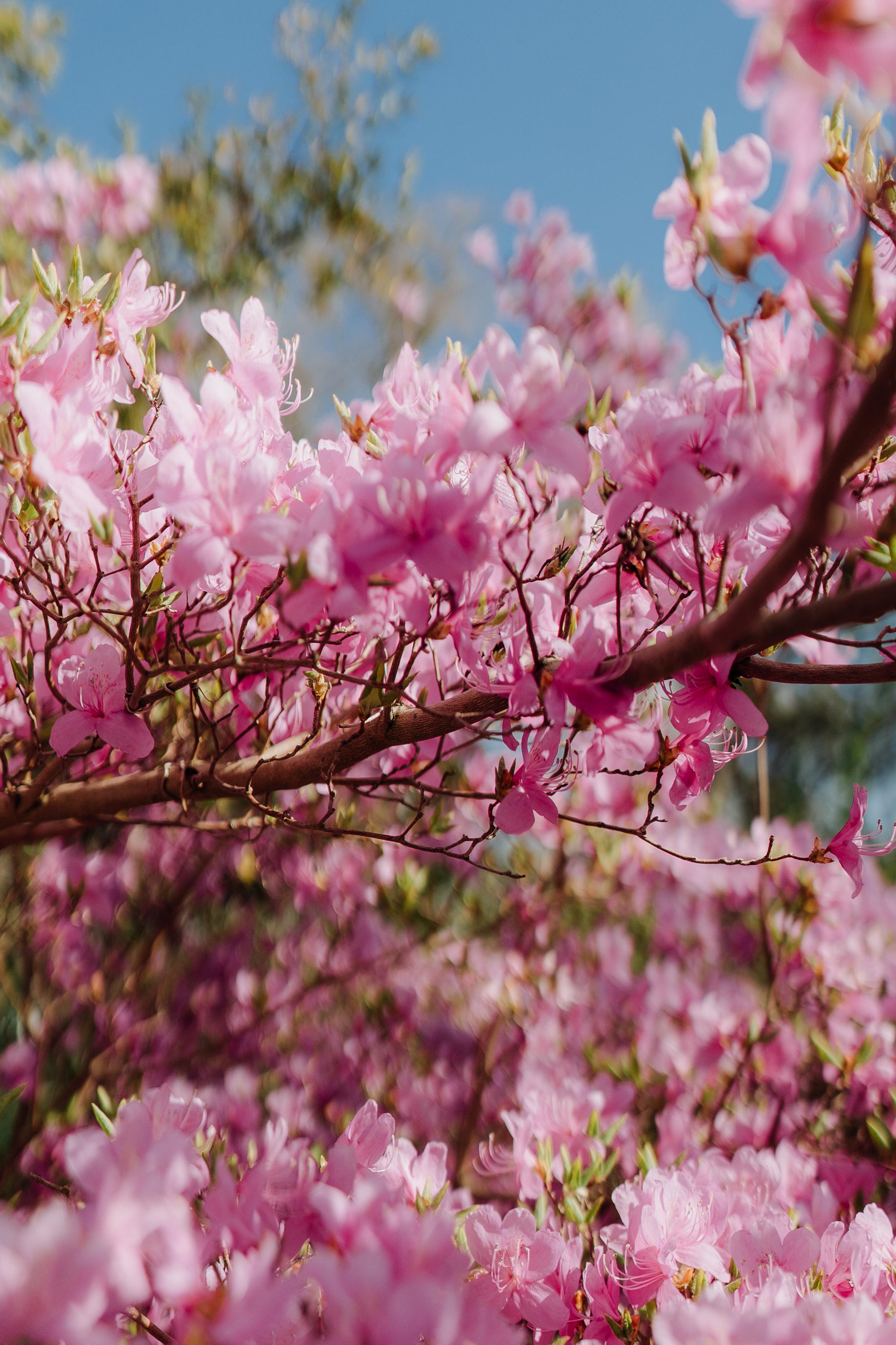 Nature. Фотограф в Праге Анна Лебедева