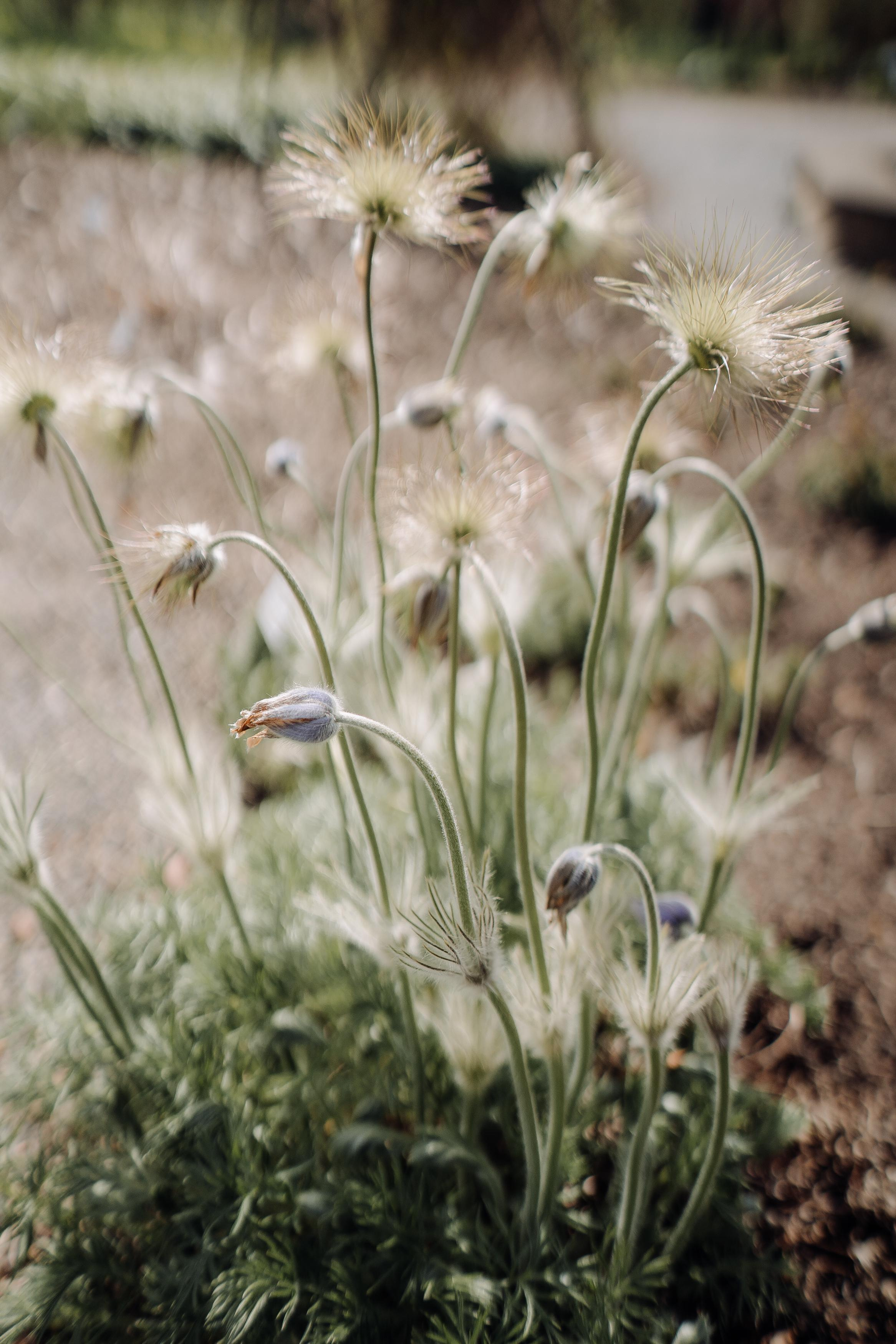 Nature. Фотограф в Праге Анна Лебедева